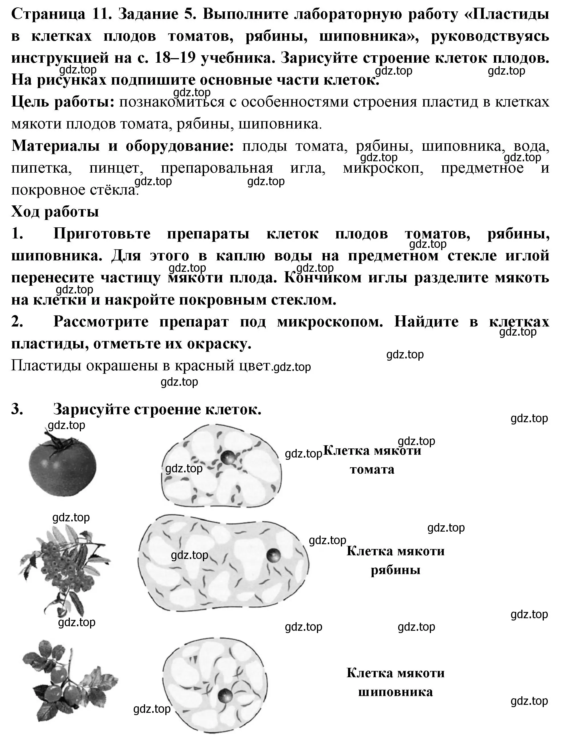 Решение номер 5 (страница 11) гдз по биологии 6 класс Пасечник, Суматохин, рабочая тетрадь