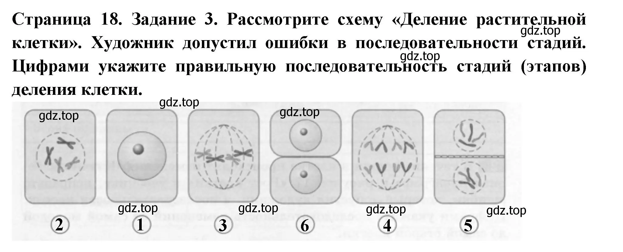 Решение номер 3 (страница 18) гдз по биологии 6 класс Пасечник, Суматохин, рабочая тетрадь