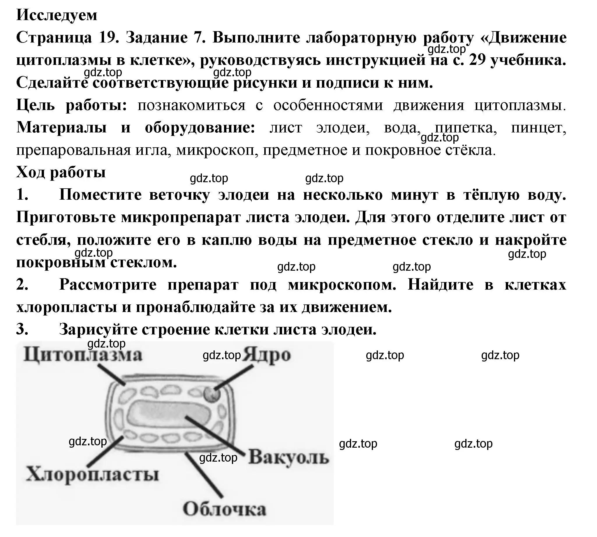 Решение номер 7 (страница 19) гдз по биологии 6 класс Пасечник, Суматохин, рабочая тетрадь