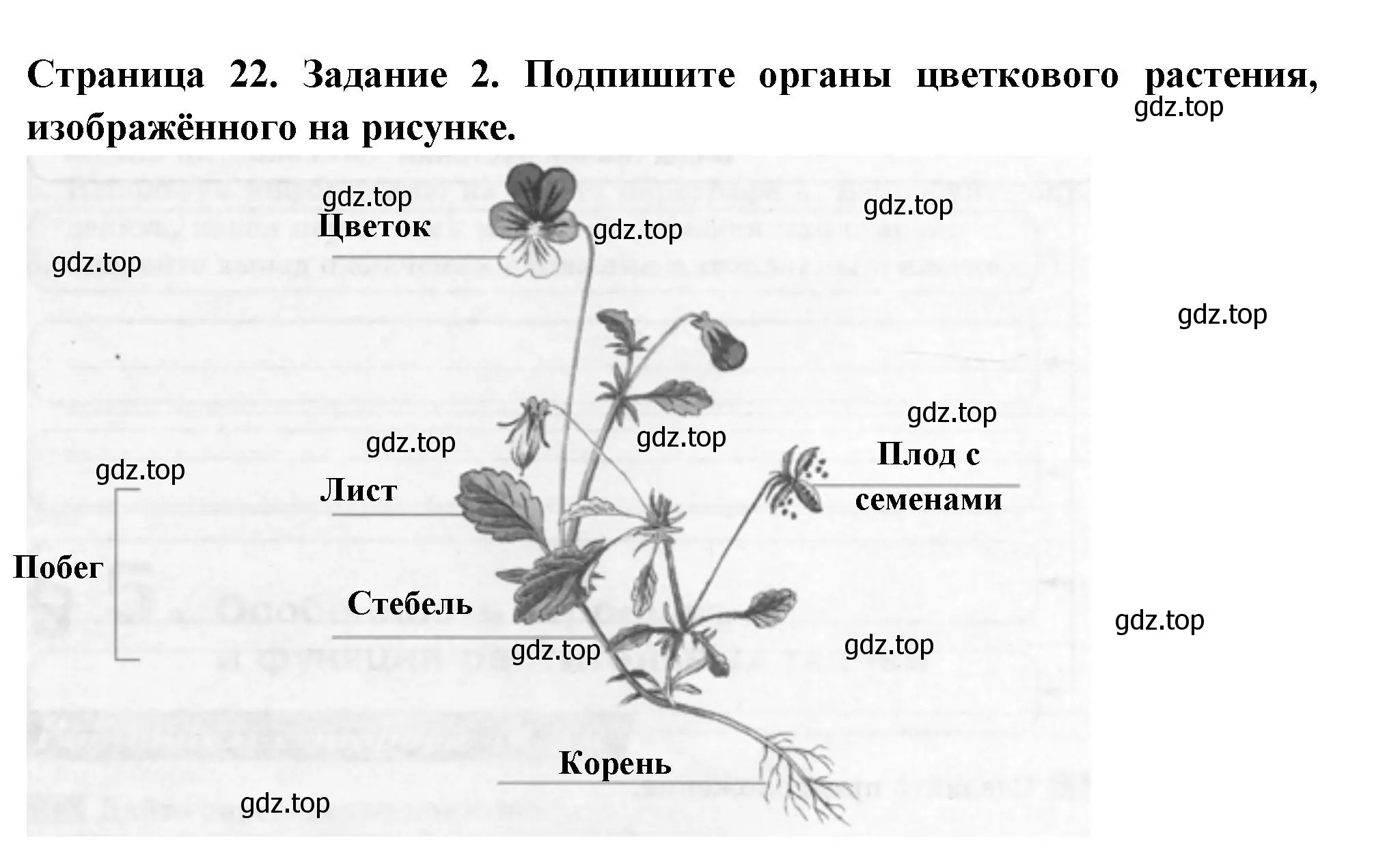 Решение номер 2 (страница 22) гдз по биологии 6 класс Пасечник, Суматохин, рабочая тетрадь