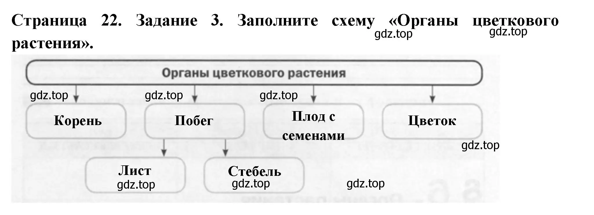 Решение номер 3 (страница 22) гдз по биологии 6 класс Пасечник, Суматохин, рабочая тетрадь