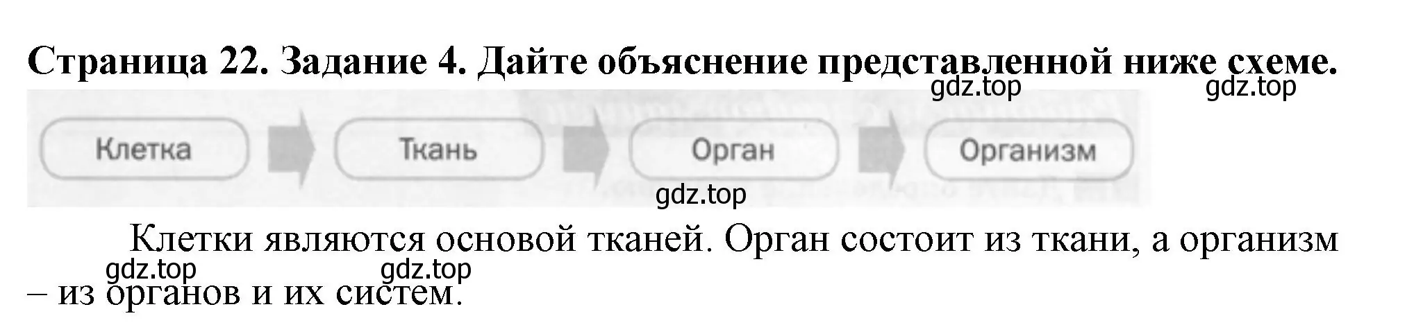 Решение номер 4 (страница 22) гдз по биологии 6 класс Пасечник, Суматохин, рабочая тетрадь