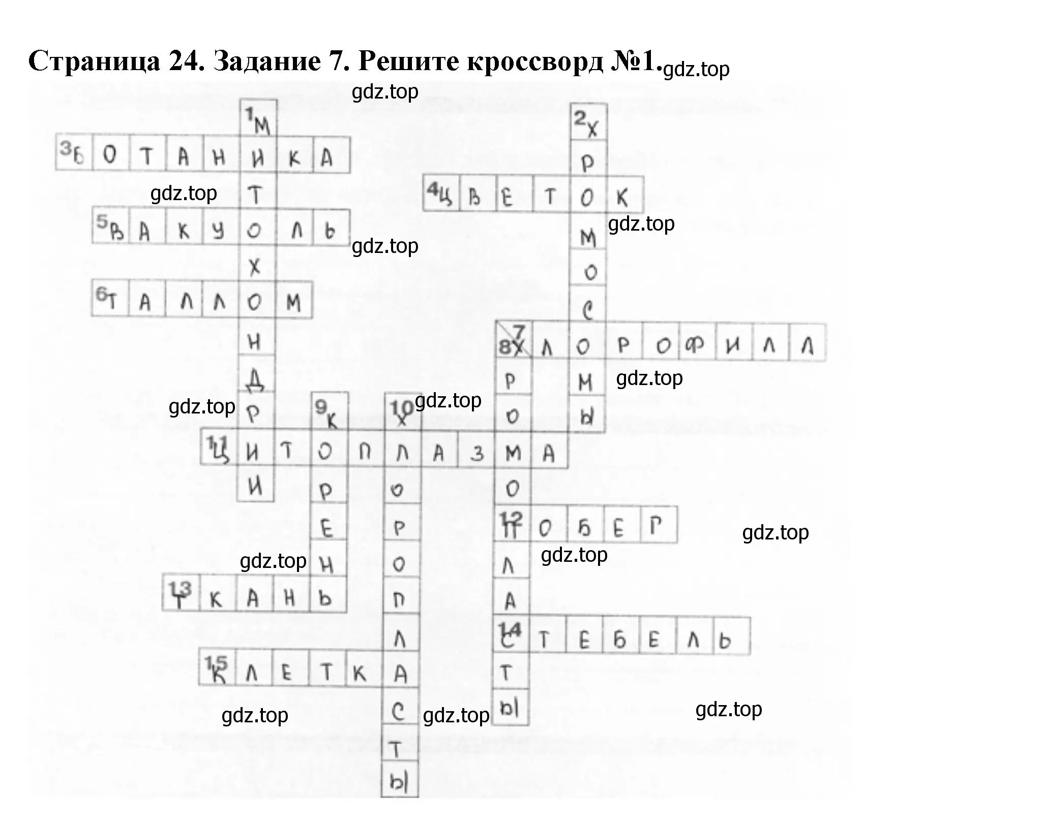 Решение номер 7 (страница 24) гдз по биологии 6 класс Пасечник, Суматохин, рабочая тетрадь