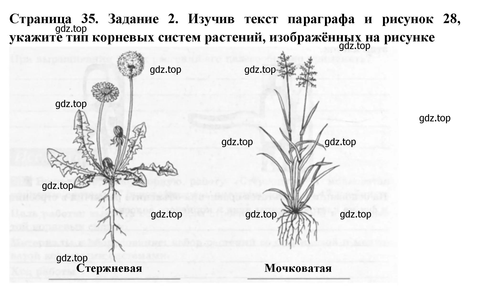 Решение номер 2 (страница 35) гдз по биологии 6 класс Пасечник, Суматохин, рабочая тетрадь