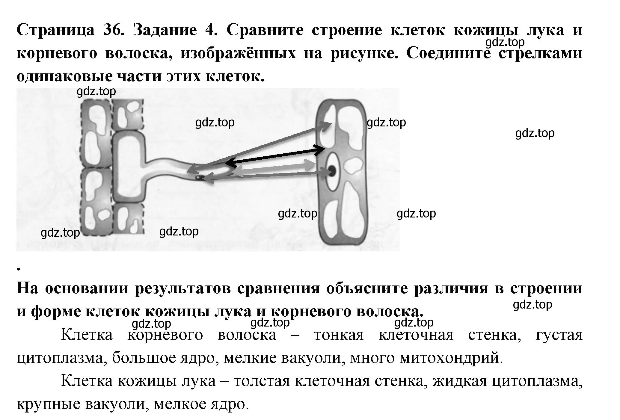 Решение номер 4 (страница 36) гдз по биологии 6 класс Пасечник, Суматохин, рабочая тетрадь