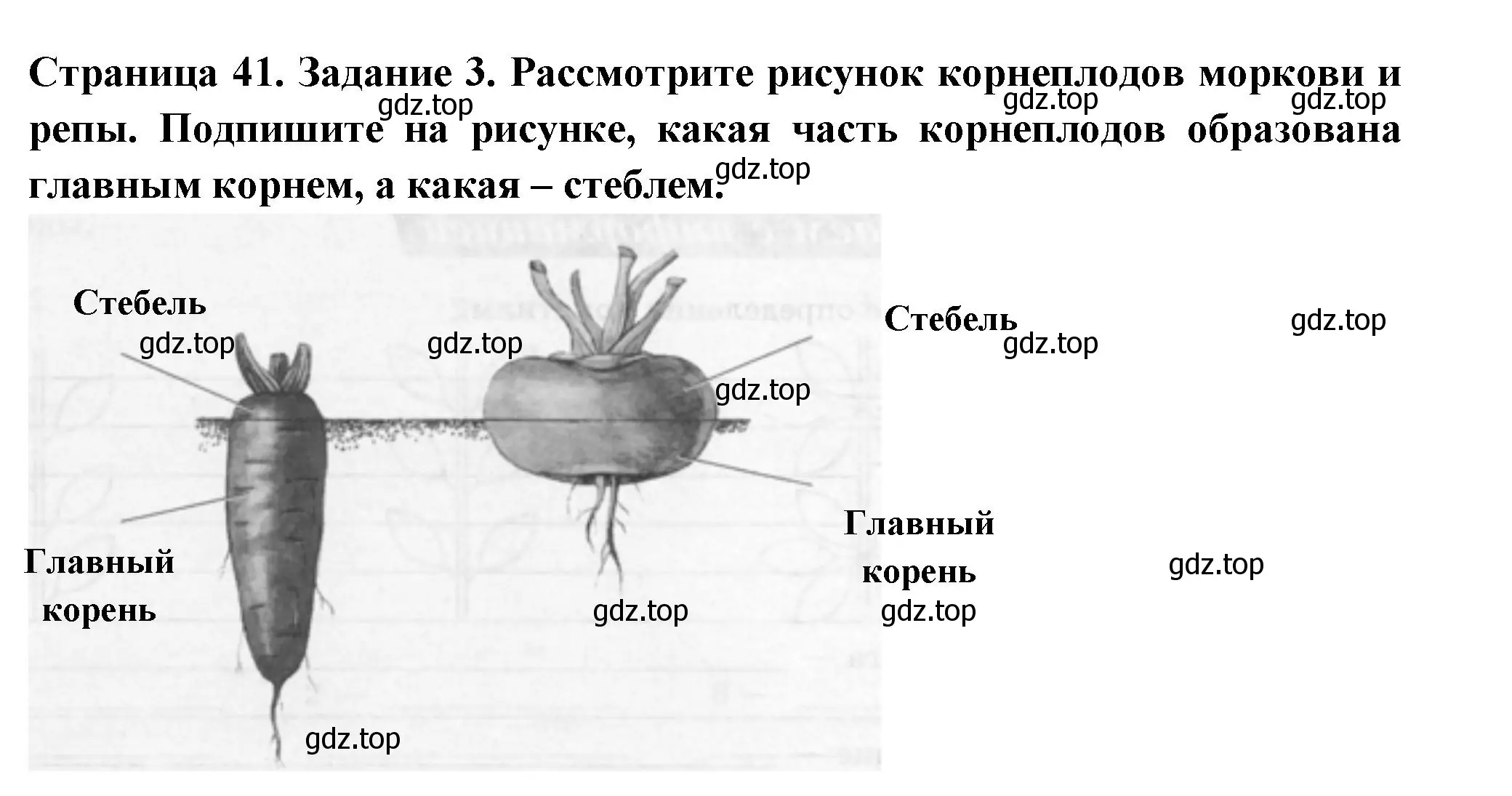 Решение номер 3 (страница 41) гдз по биологии 6 класс Пасечник, Суматохин, рабочая тетрадь