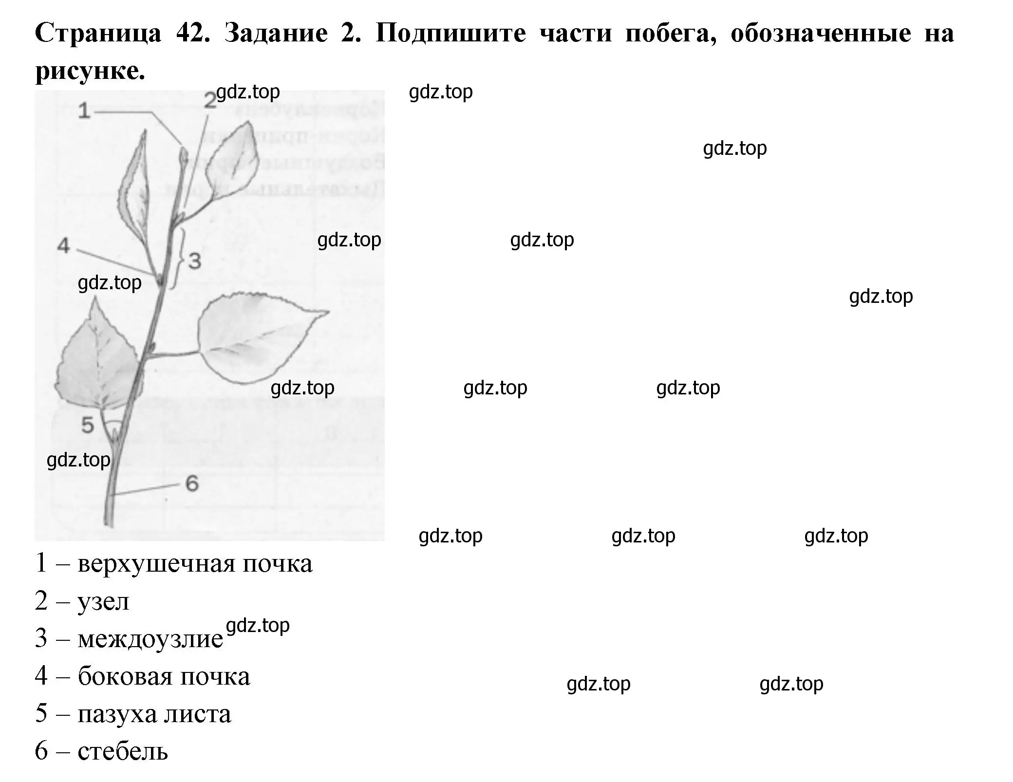 Решение номер 2 (страница 42) гдз по биологии 6 класс Пасечник, Суматохин, рабочая тетрадь