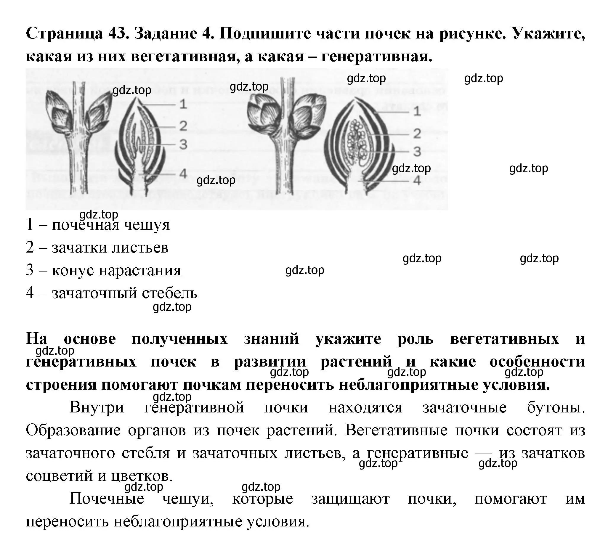 Решение номер 4 (страница 43) гдз по биологии 6 класс Пасечник, Суматохин, рабочая тетрадь