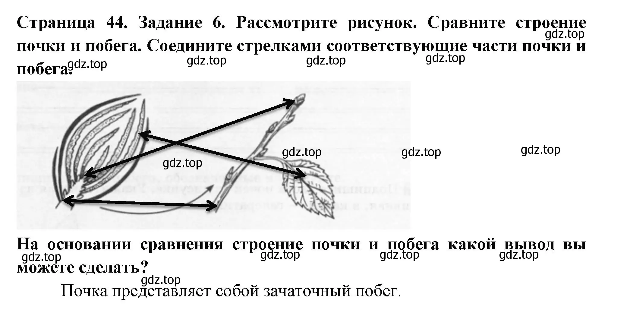 Решение номер 6 (страница 44) гдз по биологии 6 класс Пасечник, Суматохин, рабочая тетрадь