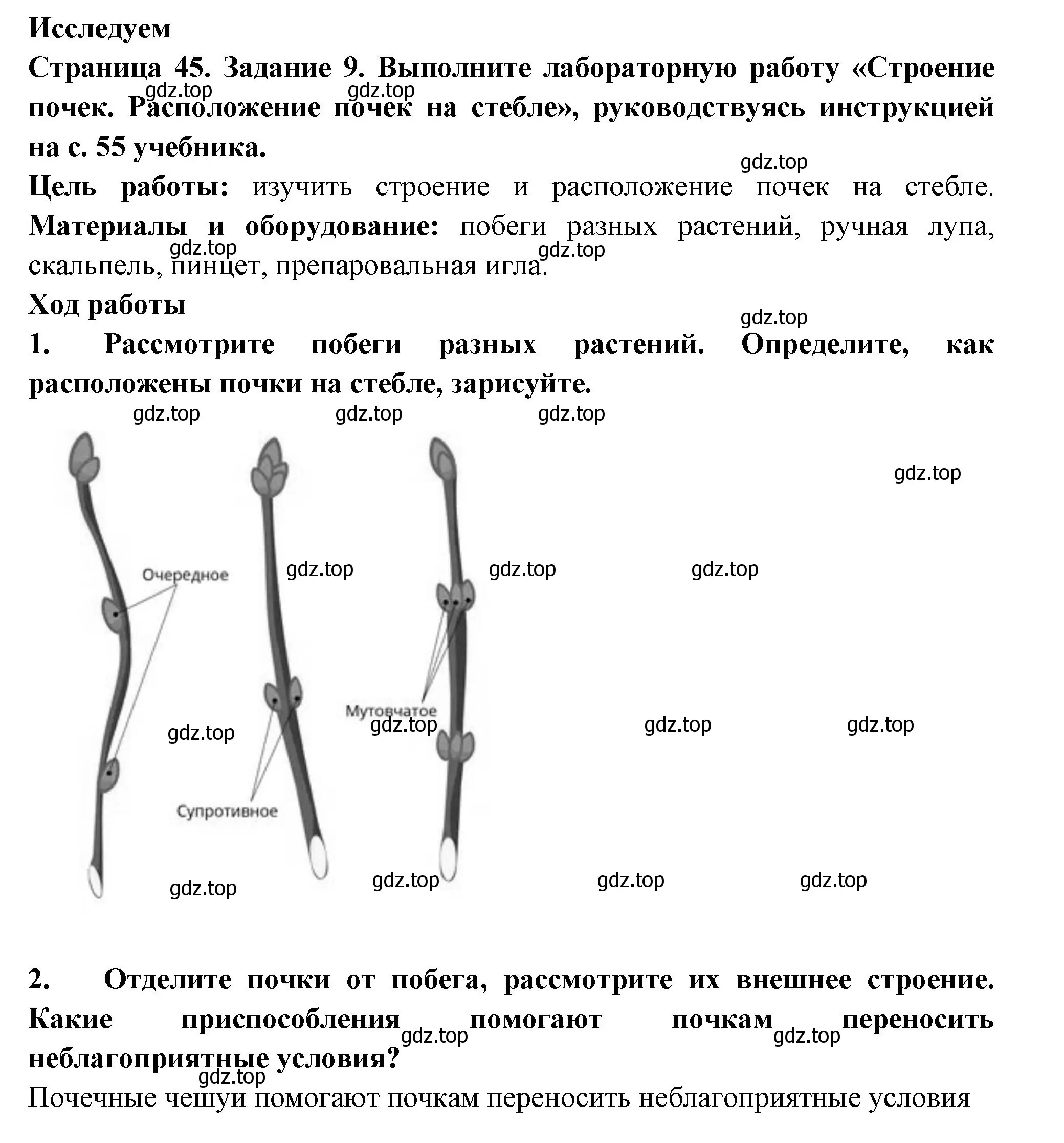 Решение номер 9 (страница 45) гдз по биологии 6 класс Пасечник, Суматохин, рабочая тетрадь