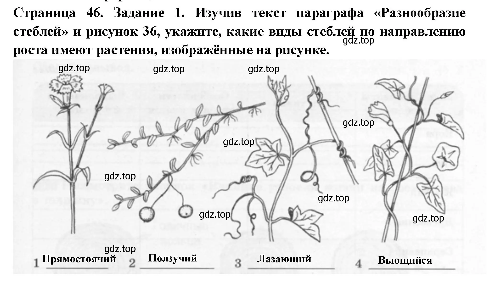 Решение номер 1 (страница 46) гдз по биологии 6 класс Пасечник, Суматохин, рабочая тетрадь