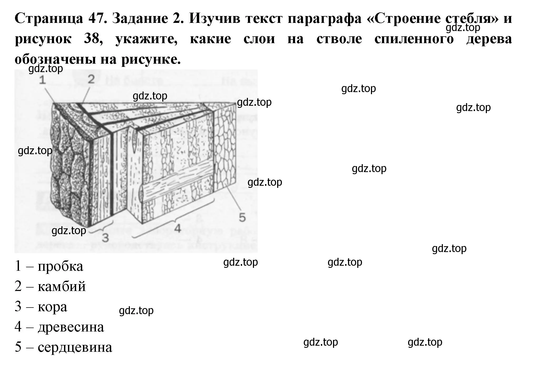 Решение номер 2 (страница 47) гдз по биологии 6 класс Пасечник, Суматохин, рабочая тетрадь