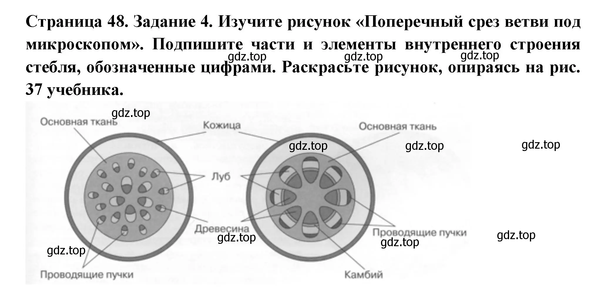 Решение номер 4 (страница 48) гдз по биологии 6 класс Пасечник, Суматохин, рабочая тетрадь