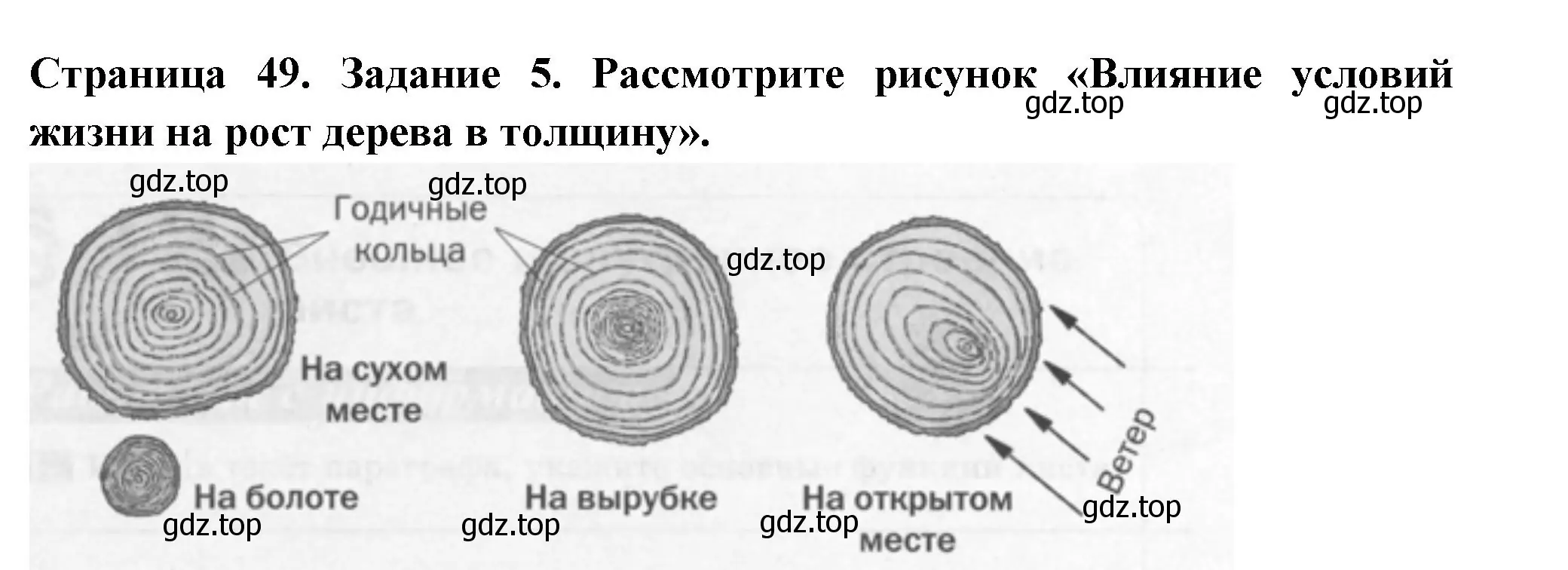 Решение номер 5 (страница 49) гдз по биологии 6 класс Пасечник, Суматохин, рабочая тетрадь