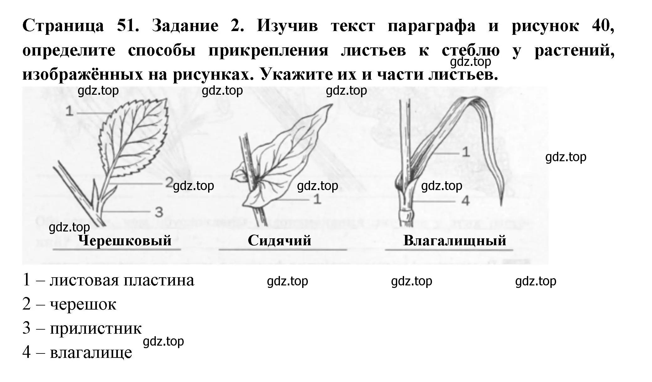 Решение номер 2 (страница 51) гдз по биологии 6 класс Пасечник, Суматохин, рабочая тетрадь