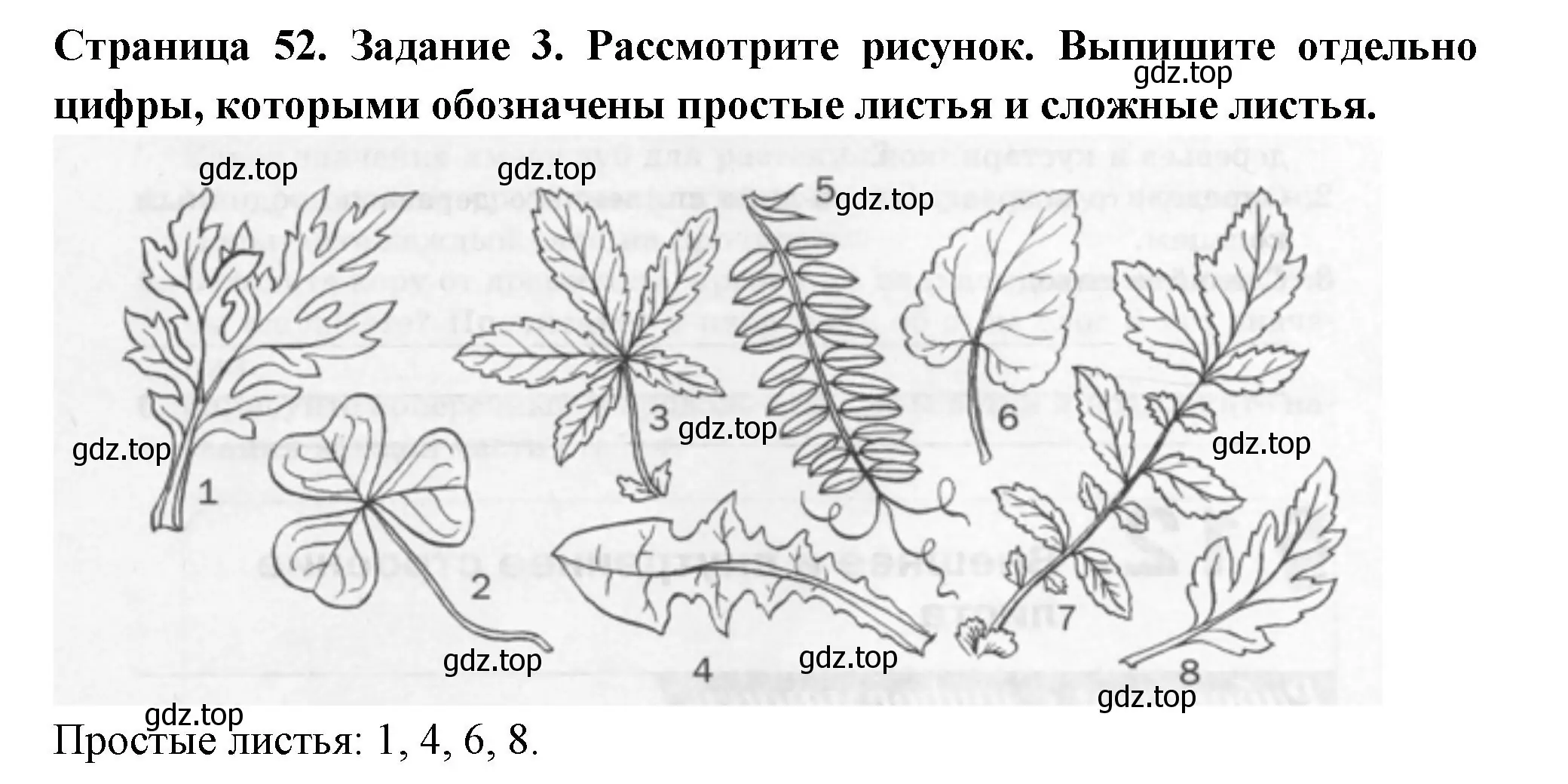 Решение номер 3 (страница 52) гдз по биологии 6 класс Пасечник, Суматохин, рабочая тетрадь