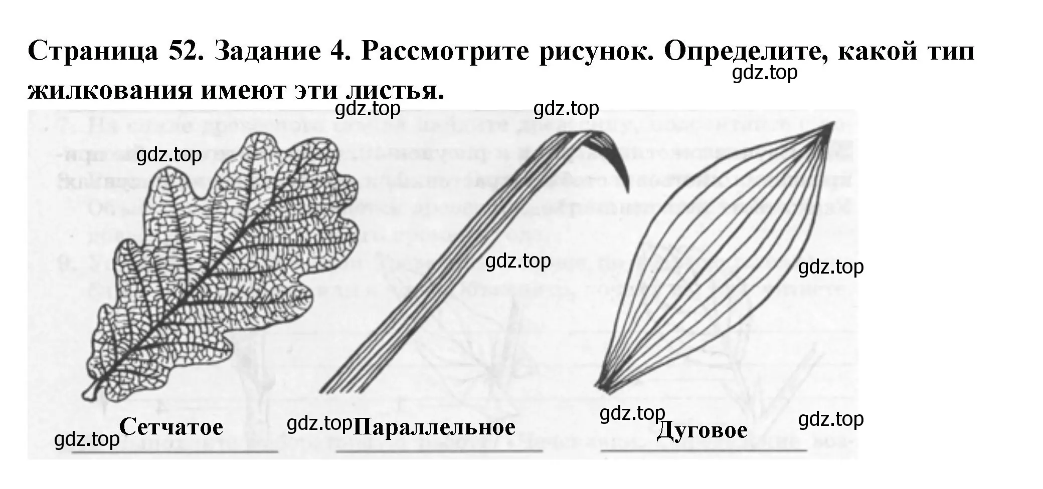 Решение номер 4 (страница 52) гдз по биологии 6 класс Пасечник, Суматохин, рабочая тетрадь