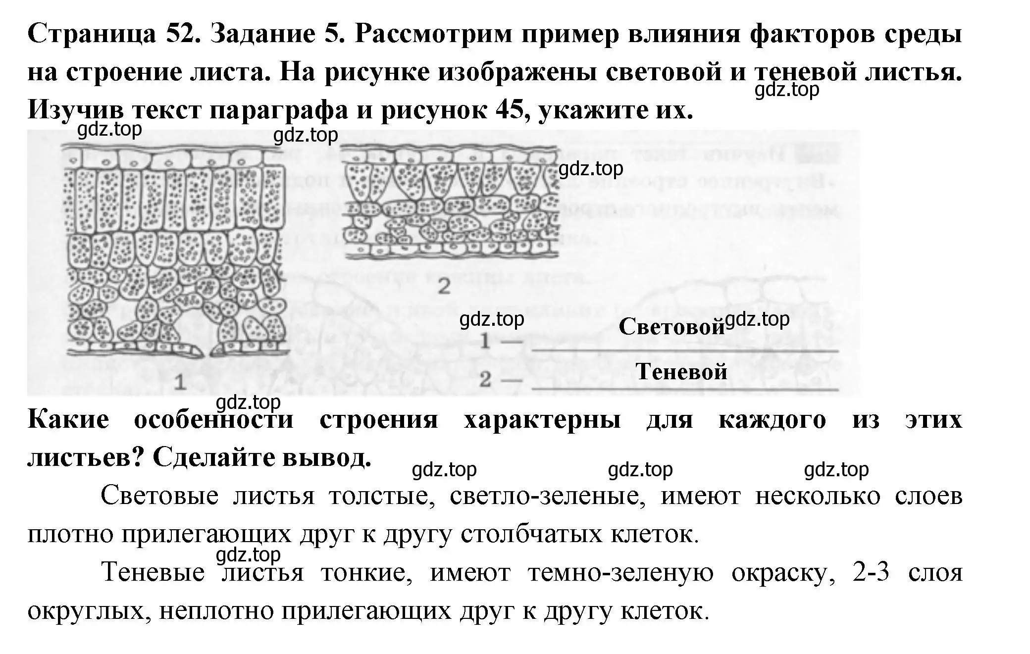 Решение номер 5 (страница 52) гдз по биологии 6 класс Пасечник, Суматохин, рабочая тетрадь