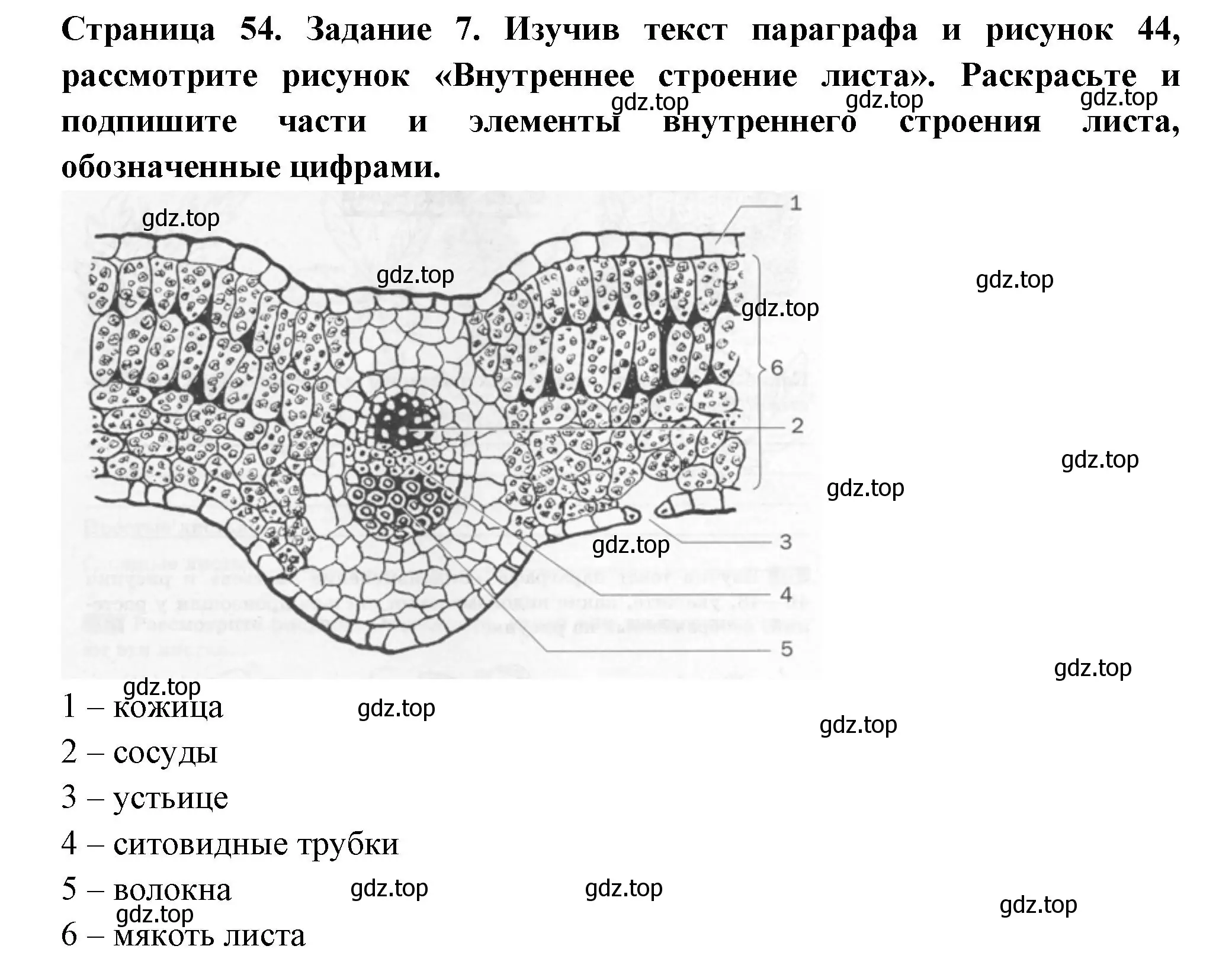 Решение номер 7 (страница 54) гдз по биологии 6 класс Пасечник, Суматохин, рабочая тетрадь