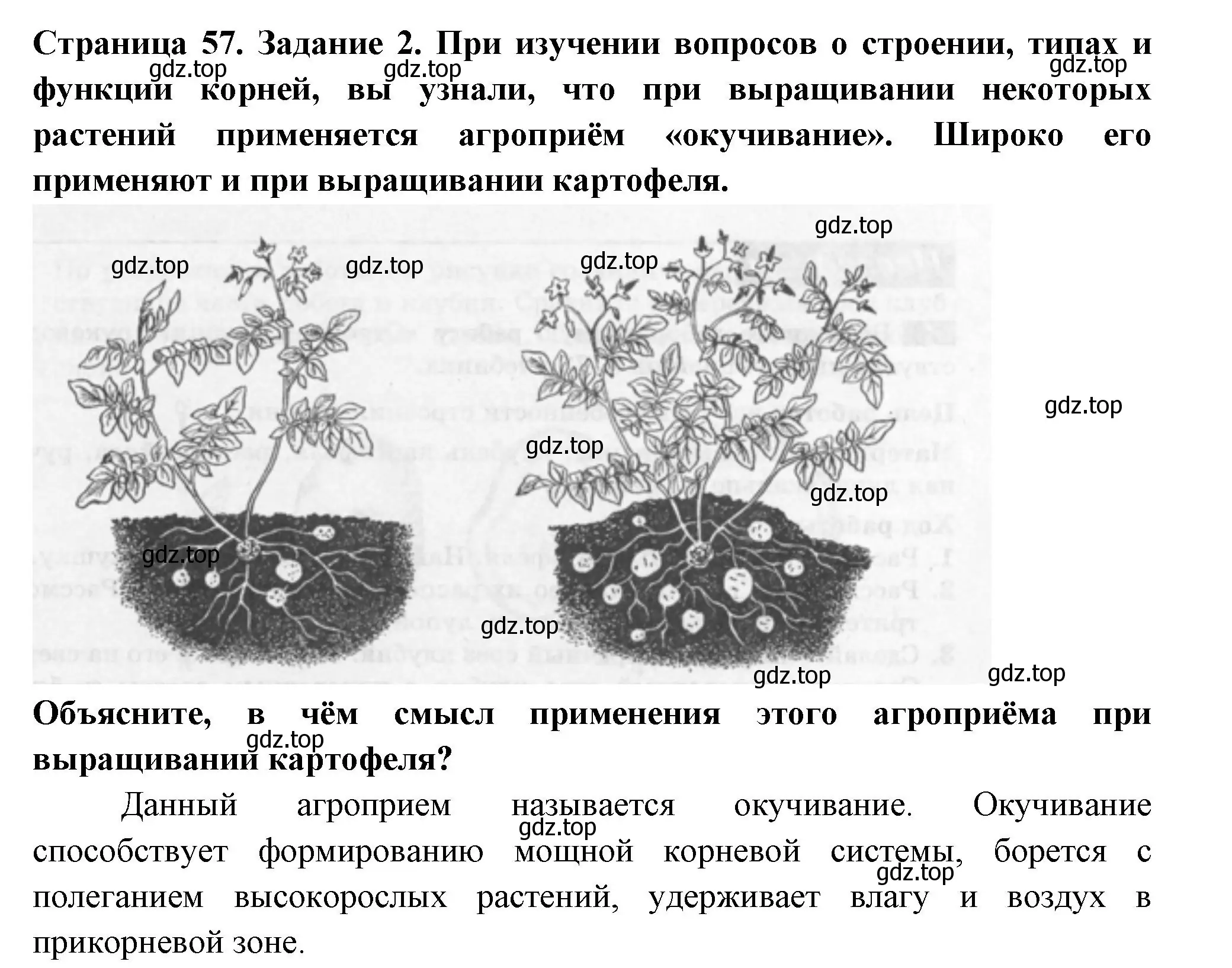 Решение номер 2 (страница 57) гдз по биологии 6 класс Пасечник, Суматохин, рабочая тетрадь