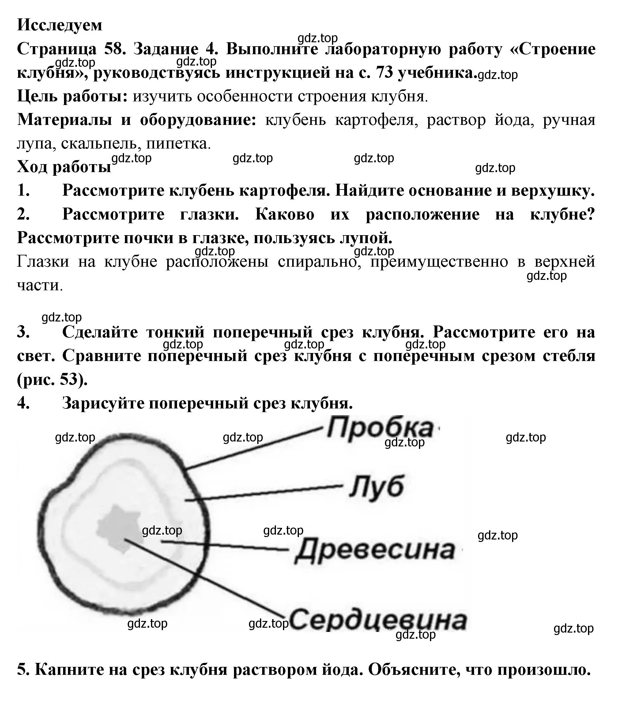 Решение номер 4 (страница 58) гдз по биологии 6 класс Пасечник, Суматохин, рабочая тетрадь