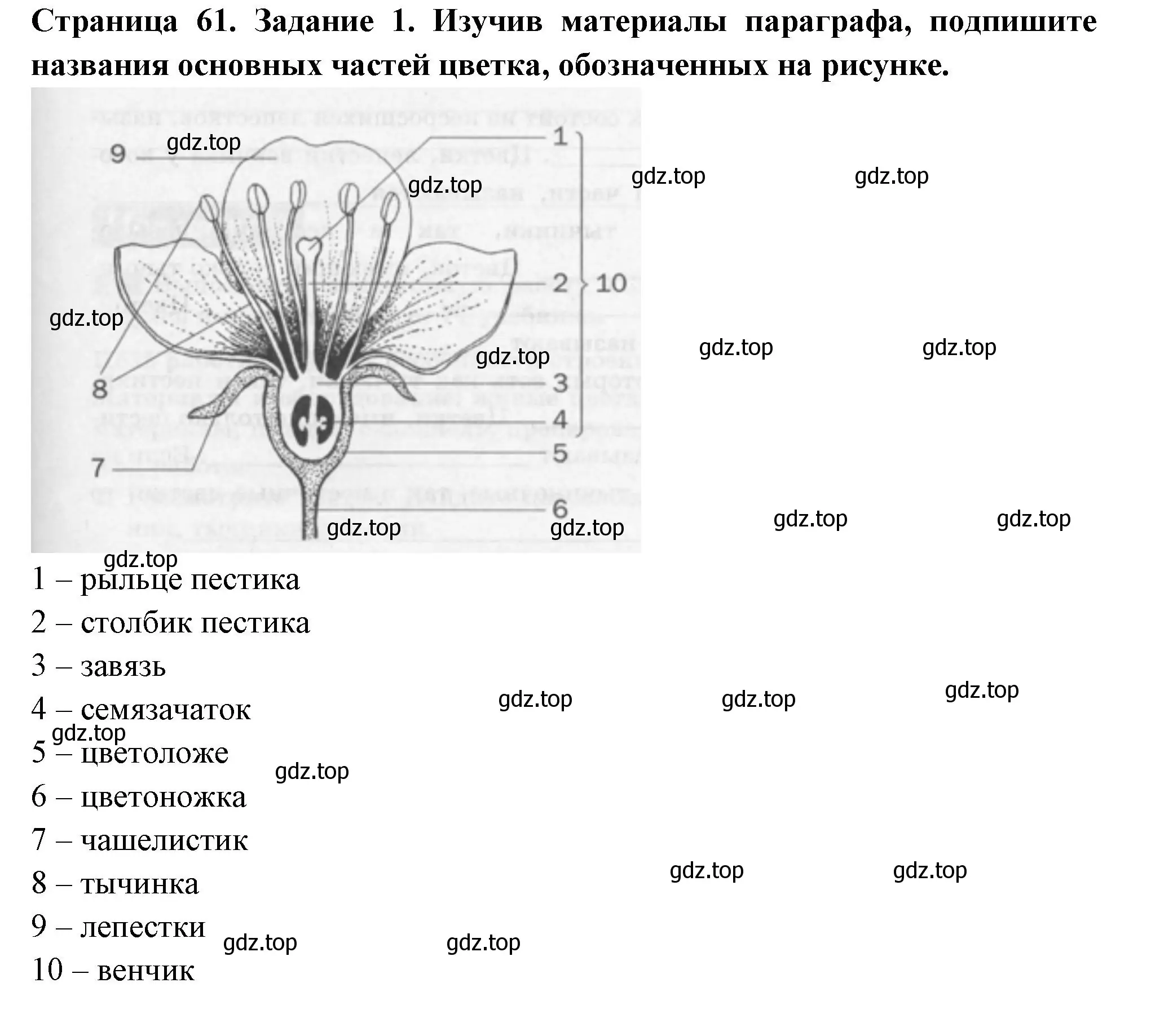 Решение номер 1 (страница 61) гдз по биологии 6 класс Пасечник, Суматохин, рабочая тетрадь