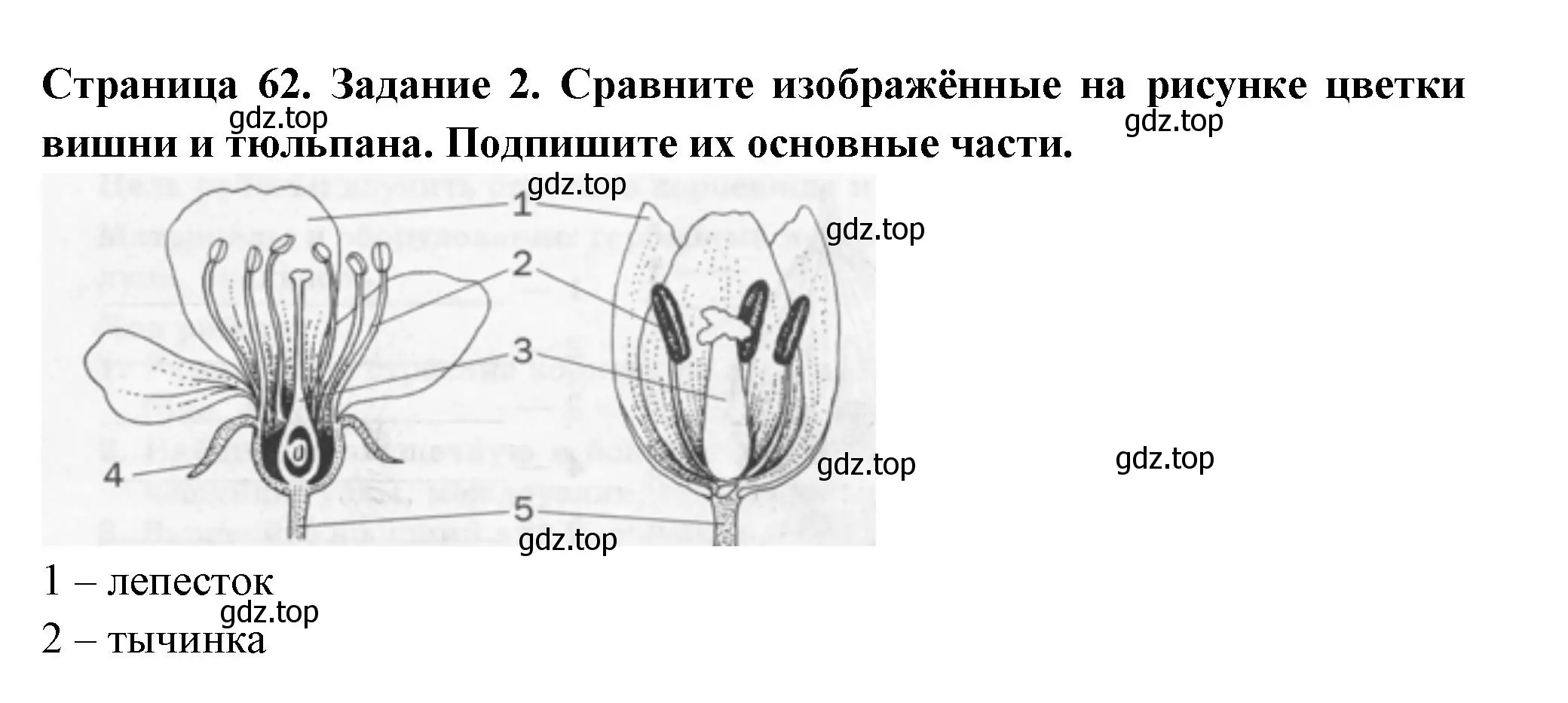 Решение номер 2 (страница 62) гдз по биологии 6 класс Пасечник, Суматохин, рабочая тетрадь