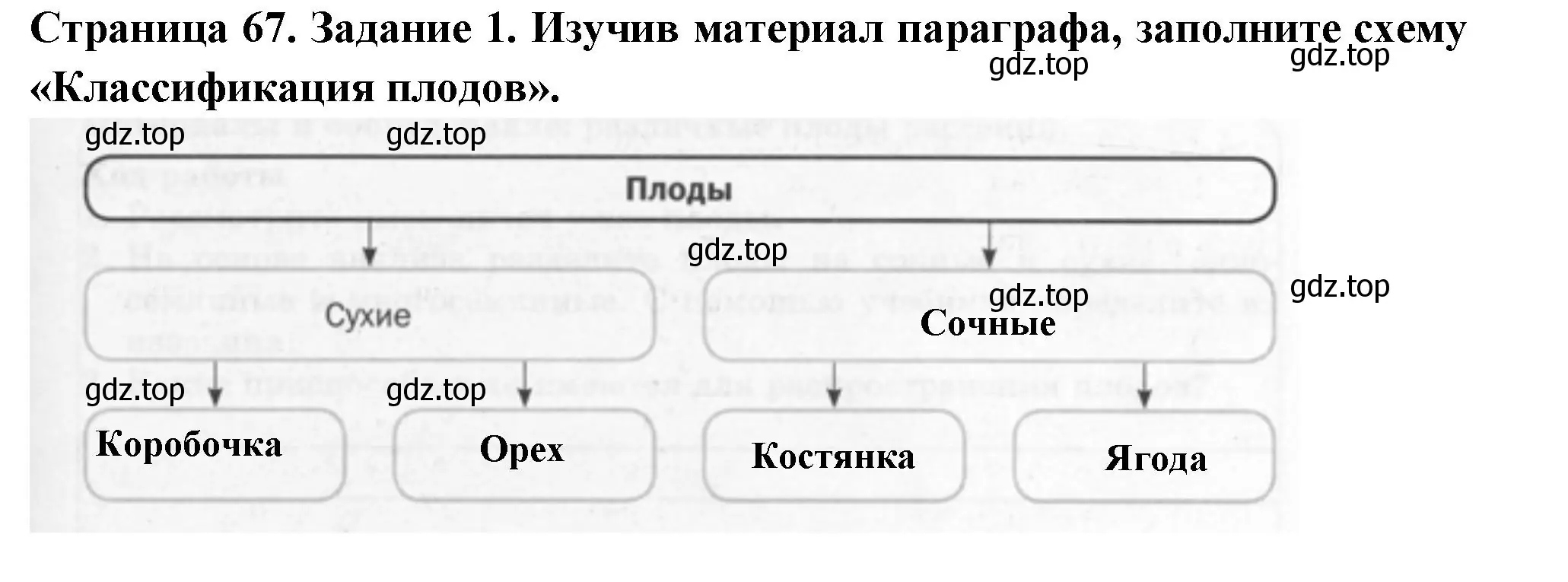 Решение номер 1 (страница 67) гдз по биологии 6 класс Пасечник, Суматохин, рабочая тетрадь