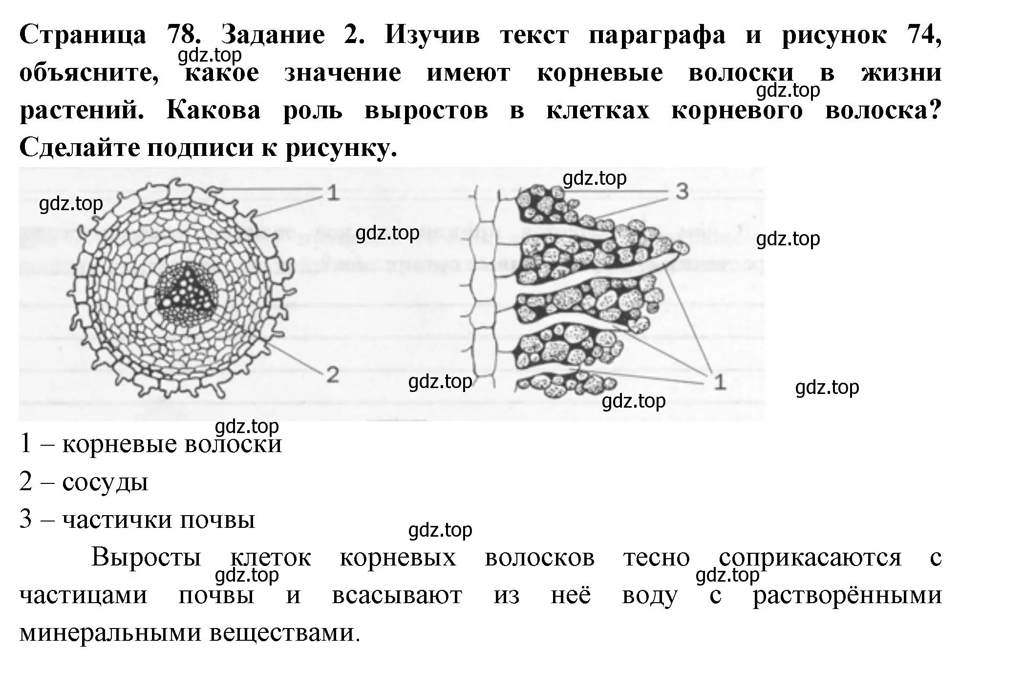 Решение номер 2 (страница 78) гдз по биологии 6 класс Пасечник, Суматохин, рабочая тетрадь