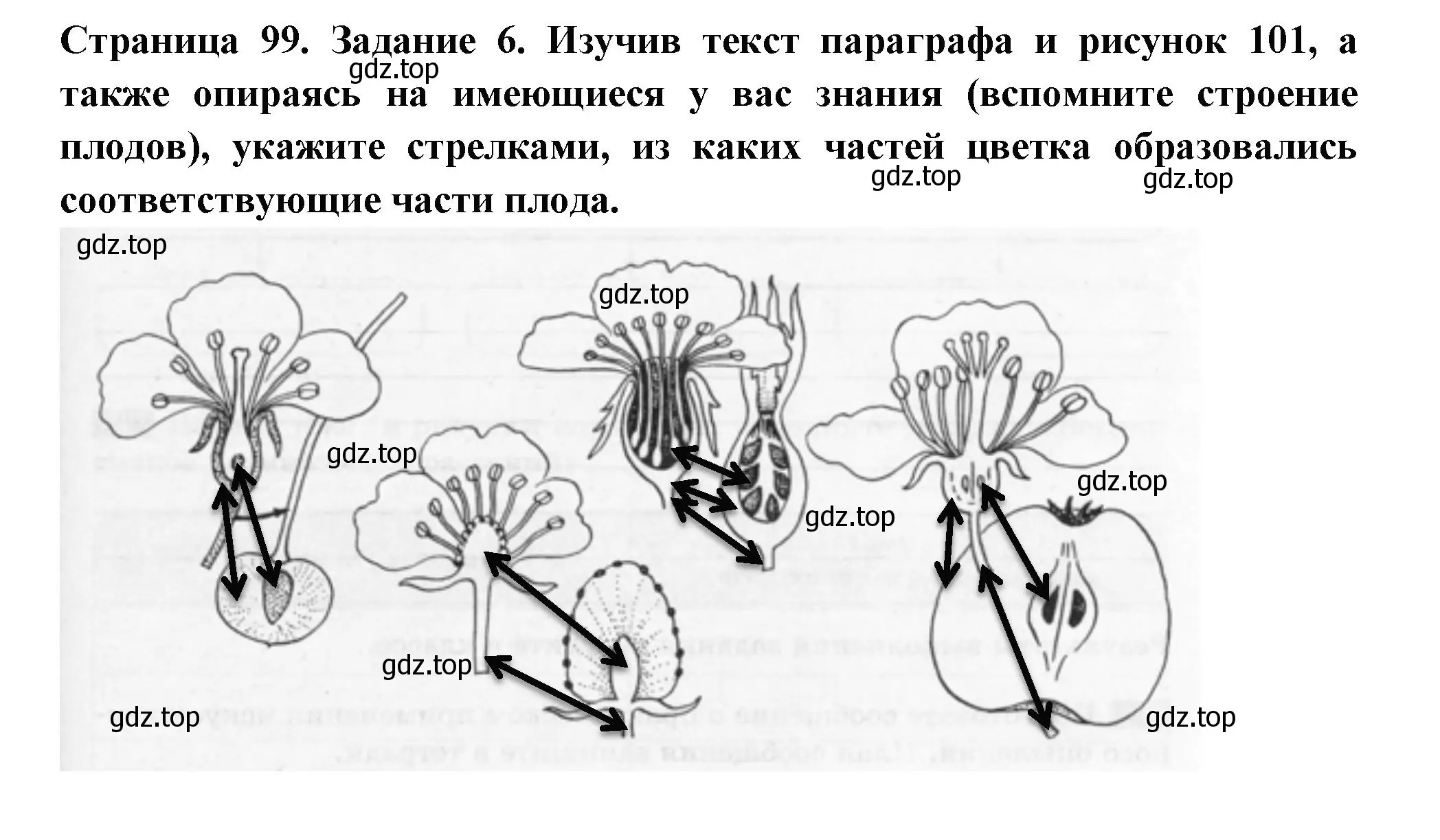 Решение номер 6 (страница 99) гдз по биологии 6 класс Пасечник, Суматохин, рабочая тетрадь