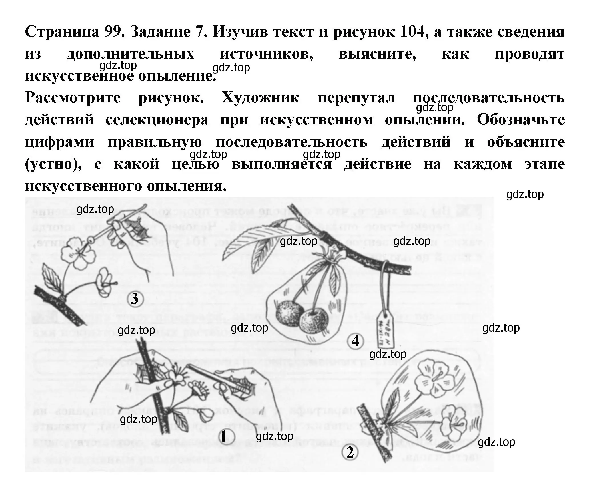 Решение номер 7 (страница 99) гдз по биологии 6 класс Пасечник, Суматохин, рабочая тетрадь