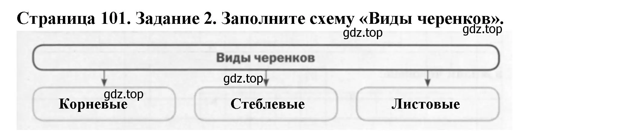 Решение номер 2 (страница 101) гдз по биологии 6 класс Пасечник, Суматохин, рабочая тетрадь