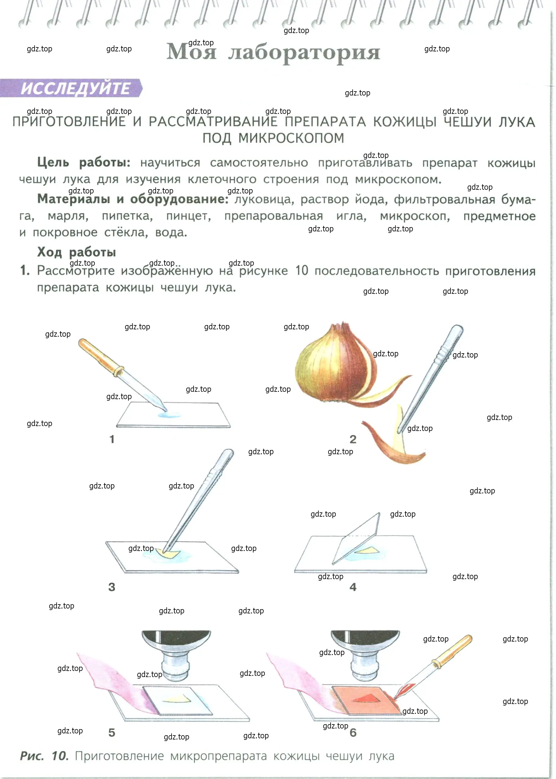 Условие  Моя лаборатория (страница 17) гдз по биологии 6 класс Пасечник, Суматохин, учебник