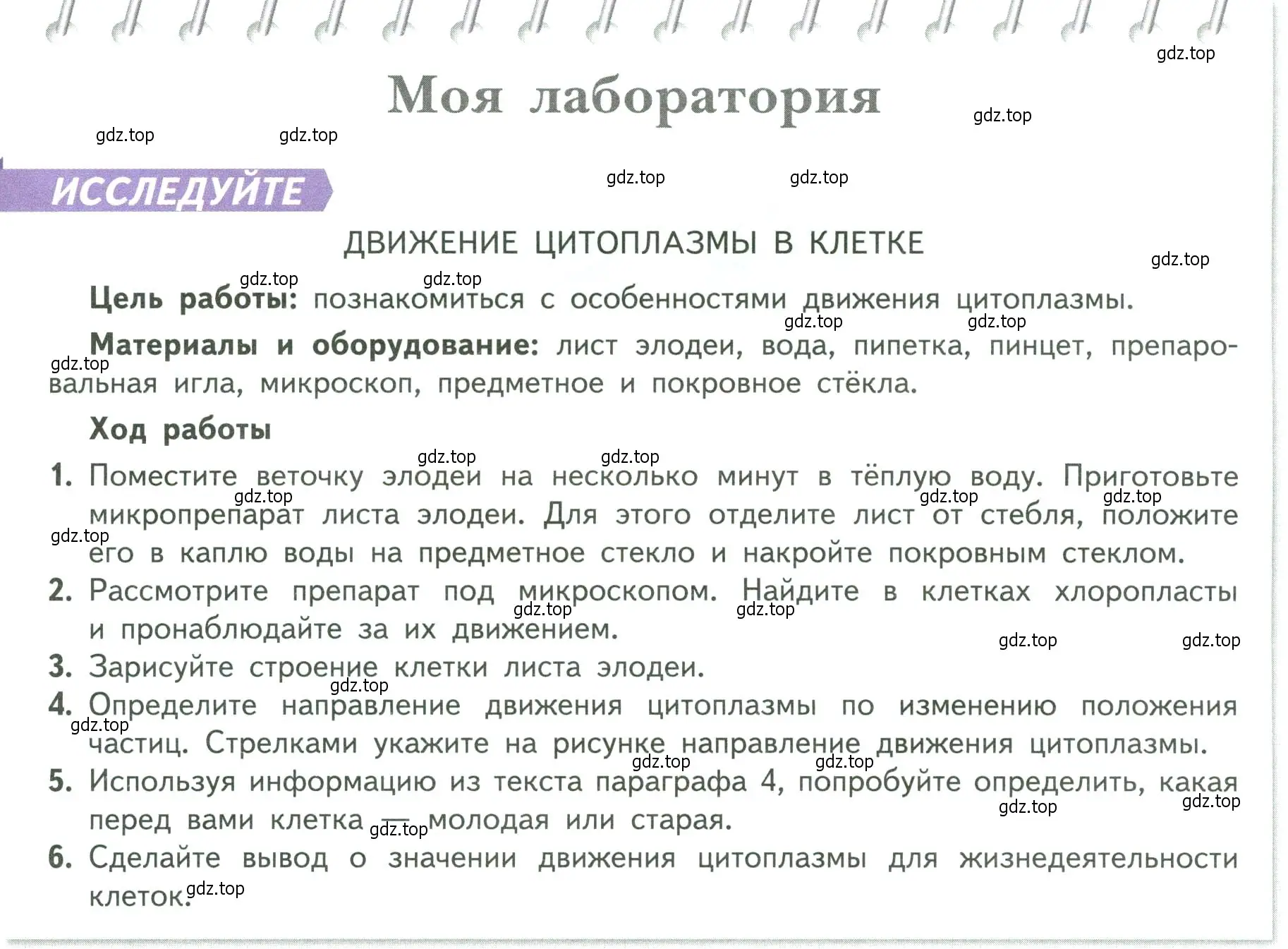 Условие  Моя лаборатория (страница 29) гдз по биологии 6 класс Пасечник, Суматохин, учебник