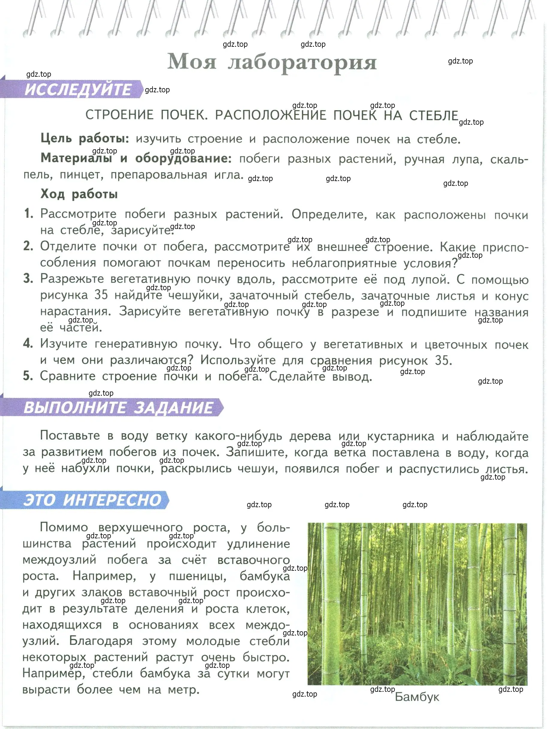 Условие  Моя лаборатория (страница 55) гдз по биологии 6 класс Пасечник, Суматохин, учебник