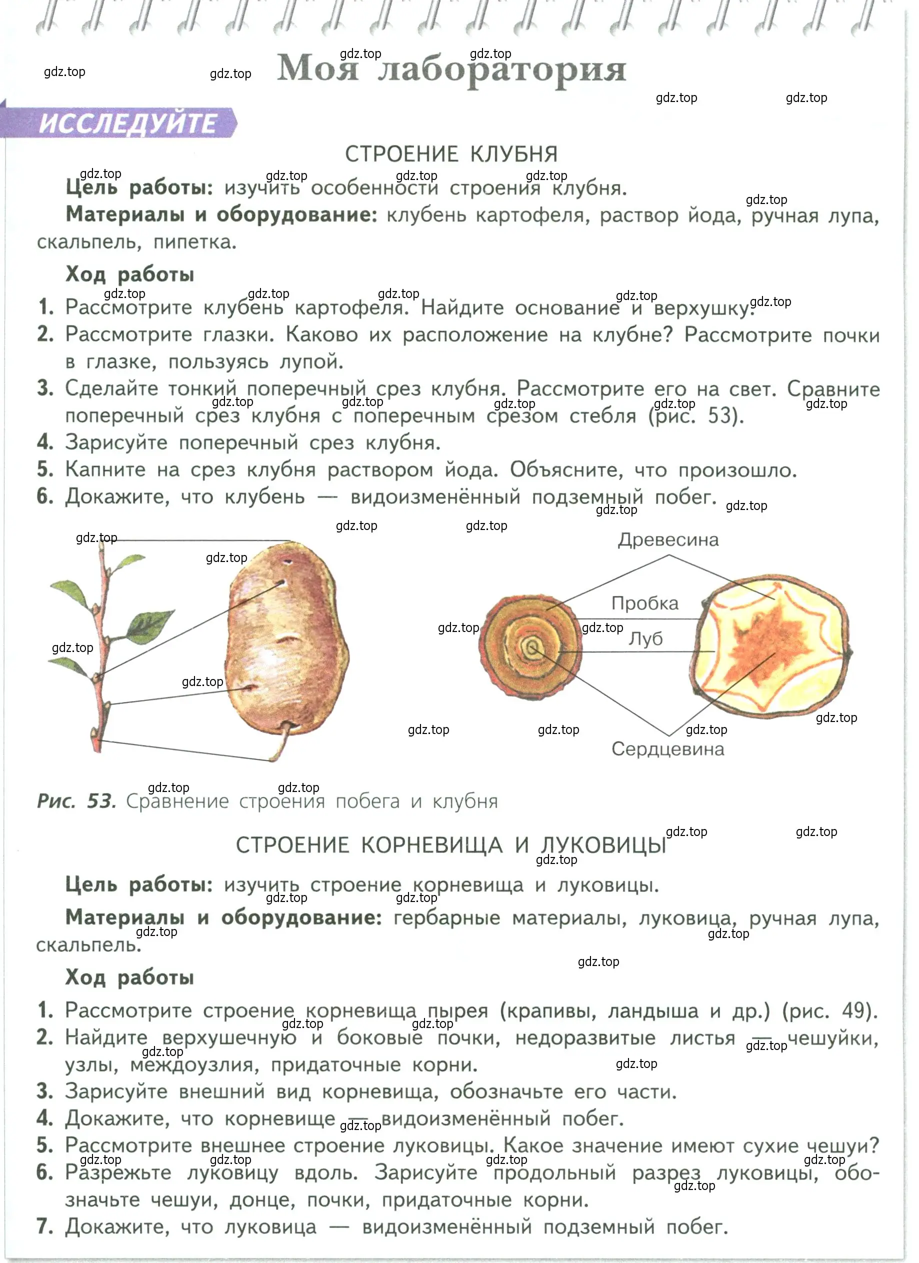 Условие  Моя лаборатория (страница 73) гдз по биологии 6 класс Пасечник, Суматохин, учебник