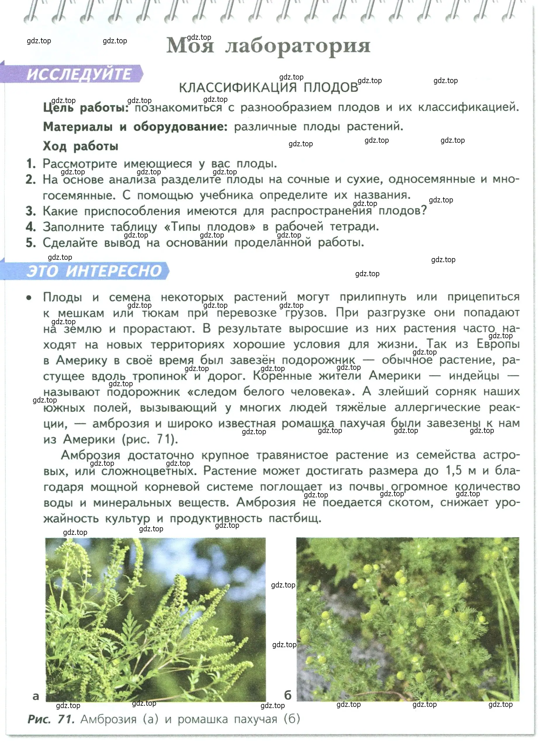 Условие  Моя лаборатория (страница 88) гдз по биологии 6 класс Пасечник, Суматохин, учебник