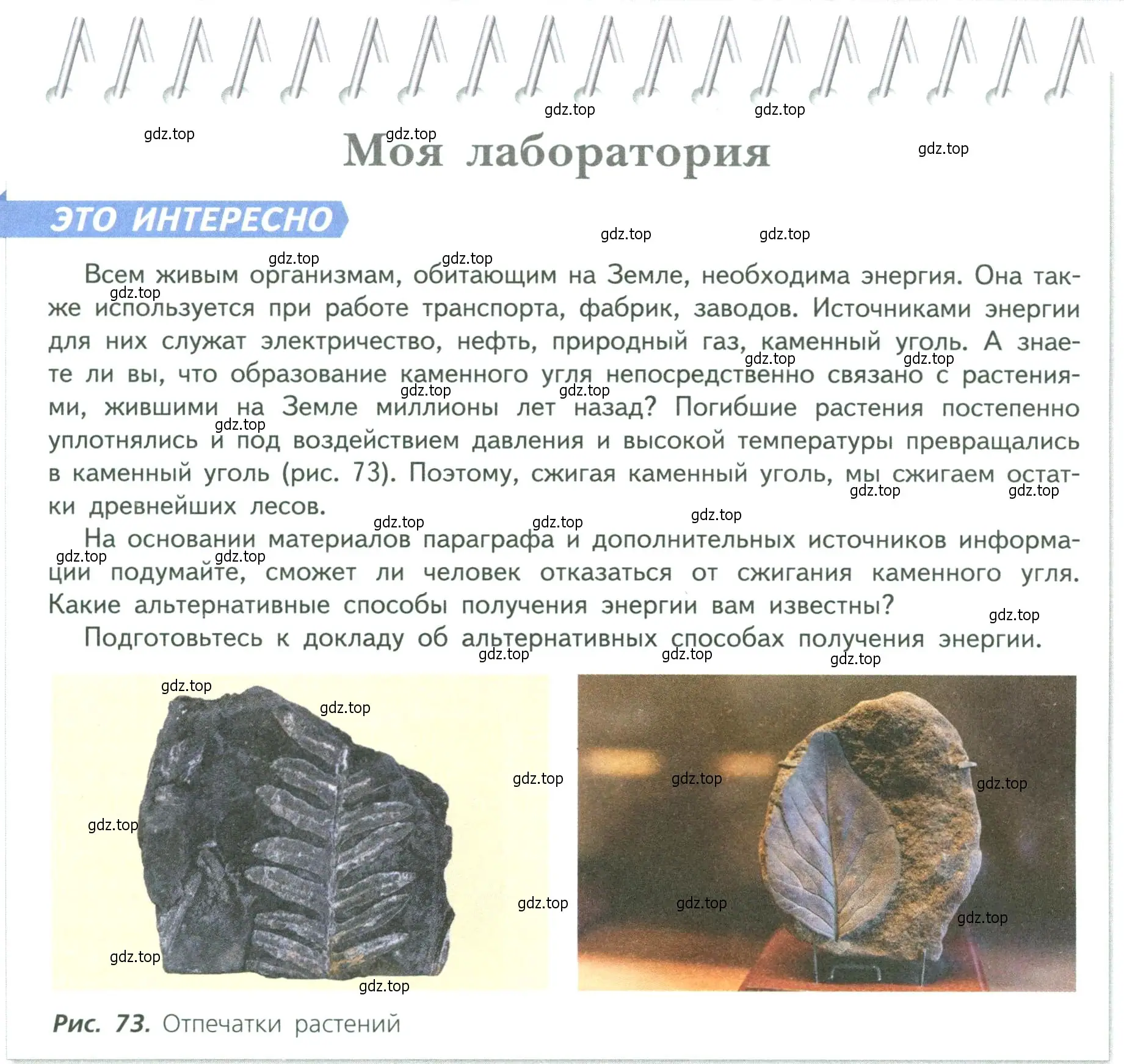 Условие  Моя лаборатория (страница 93) гдз по биологии 6 класс Пасечник, Суматохин, учебник