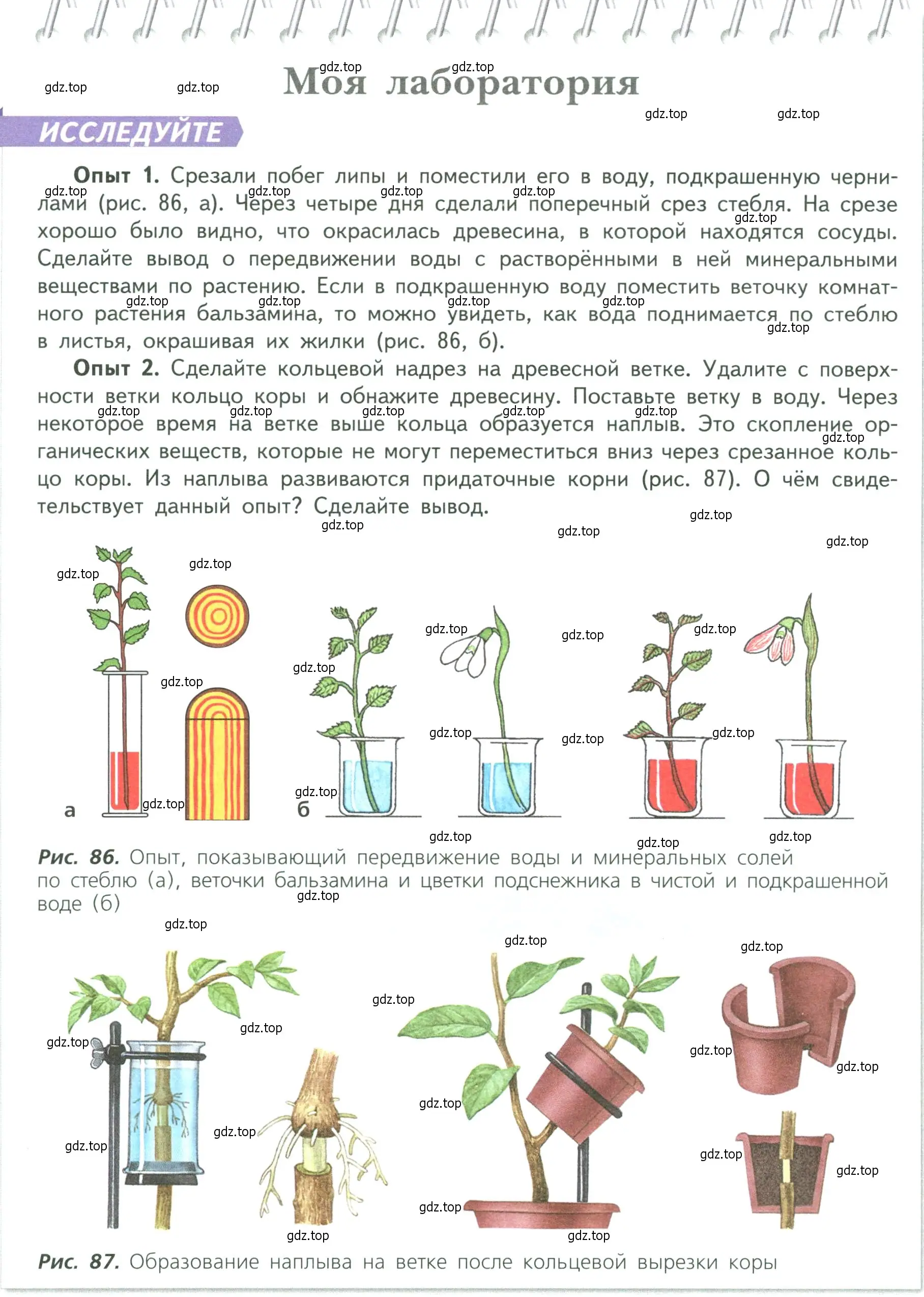 Условие  Моя лаборатория (страница 113) гдз по биологии 6 класс Пасечник, Суматохин, учебник