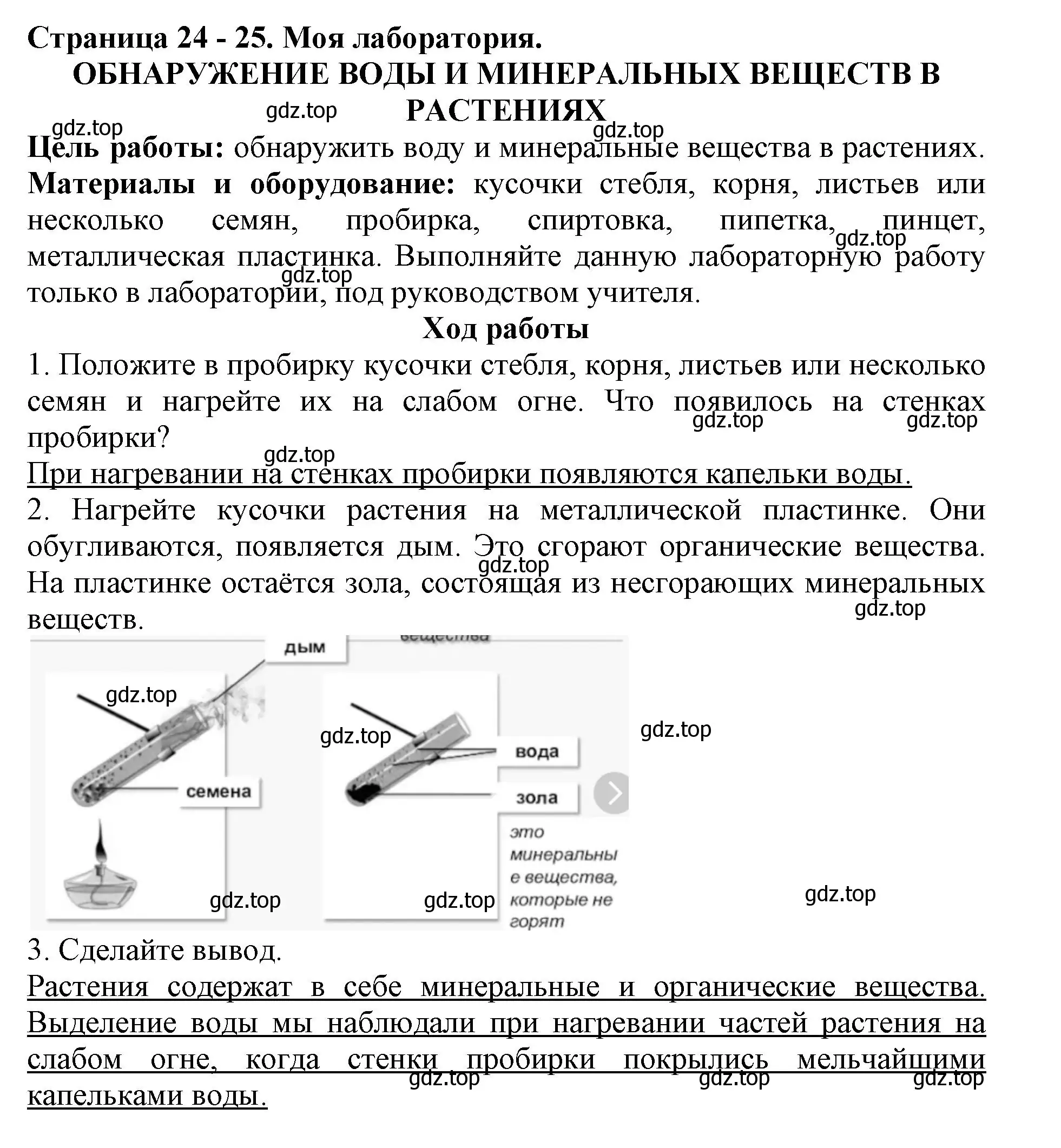 Решение  Моя лаборатория (страница 24) гдз по биологии 6 класс Пасечник, Суматохин, учебник