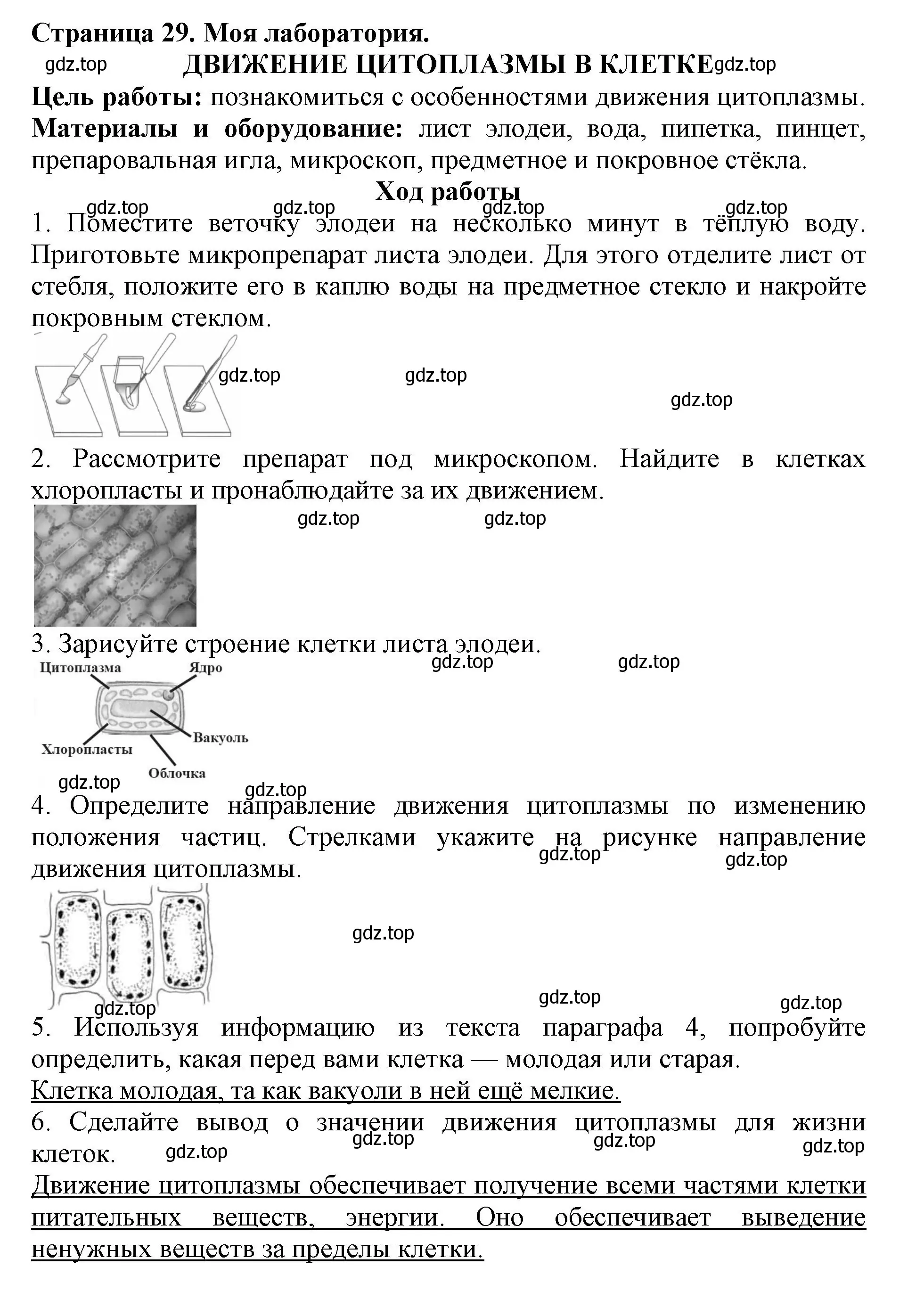 Решение  Моя лаборатория (страница 29) гдз по биологии 6 класс Пасечник, Суматохин, учебник