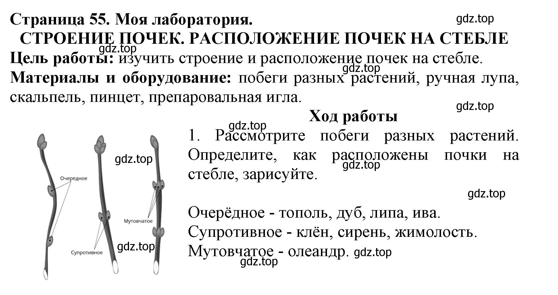 Решение  Моя лаборатория (страница 55) гдз по биологии 6 класс Пасечник, Суматохин, учебник