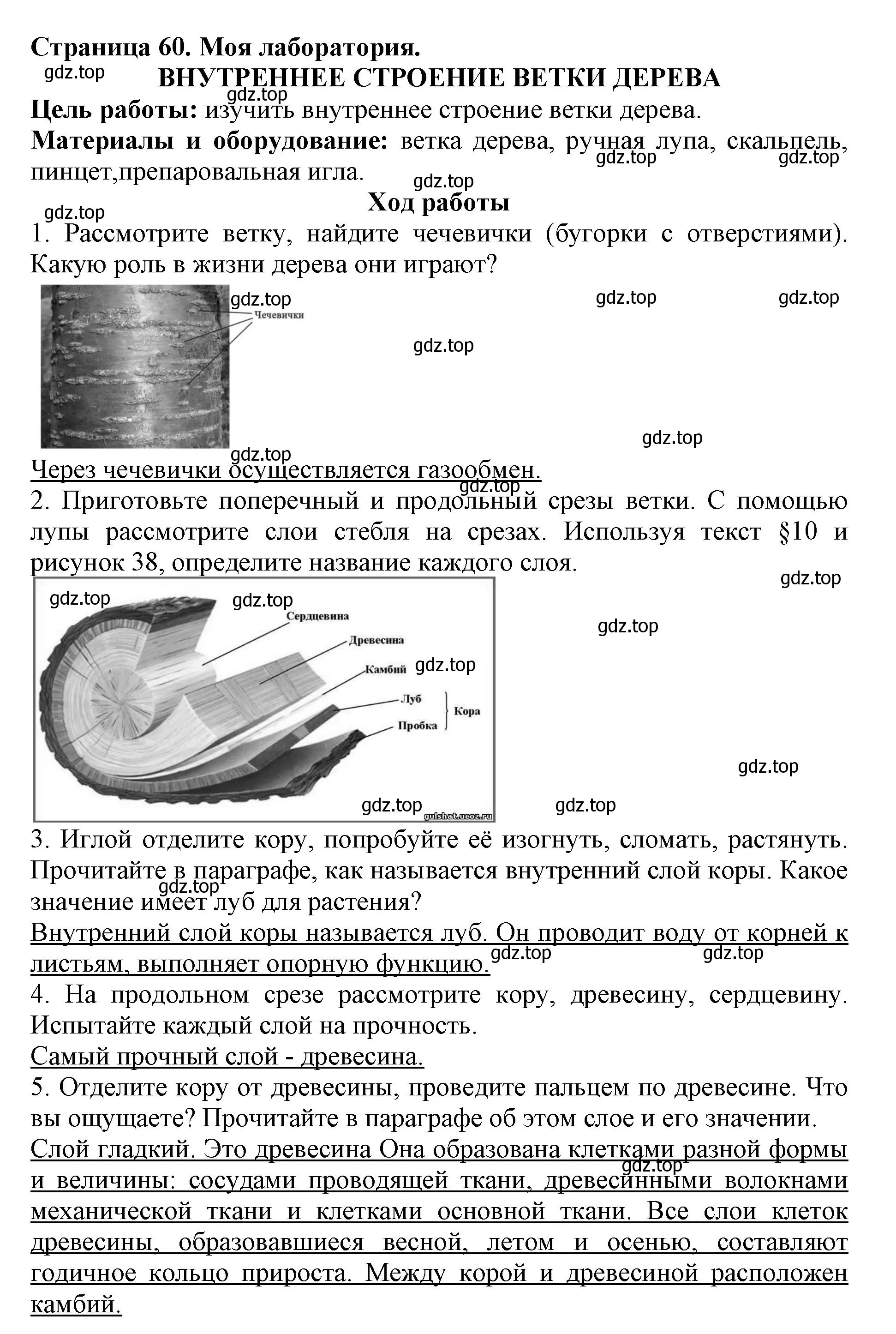 Решение  Моя лаборатория (страница 60) гдз по биологии 6 класс Пасечник, Суматохин, учебник