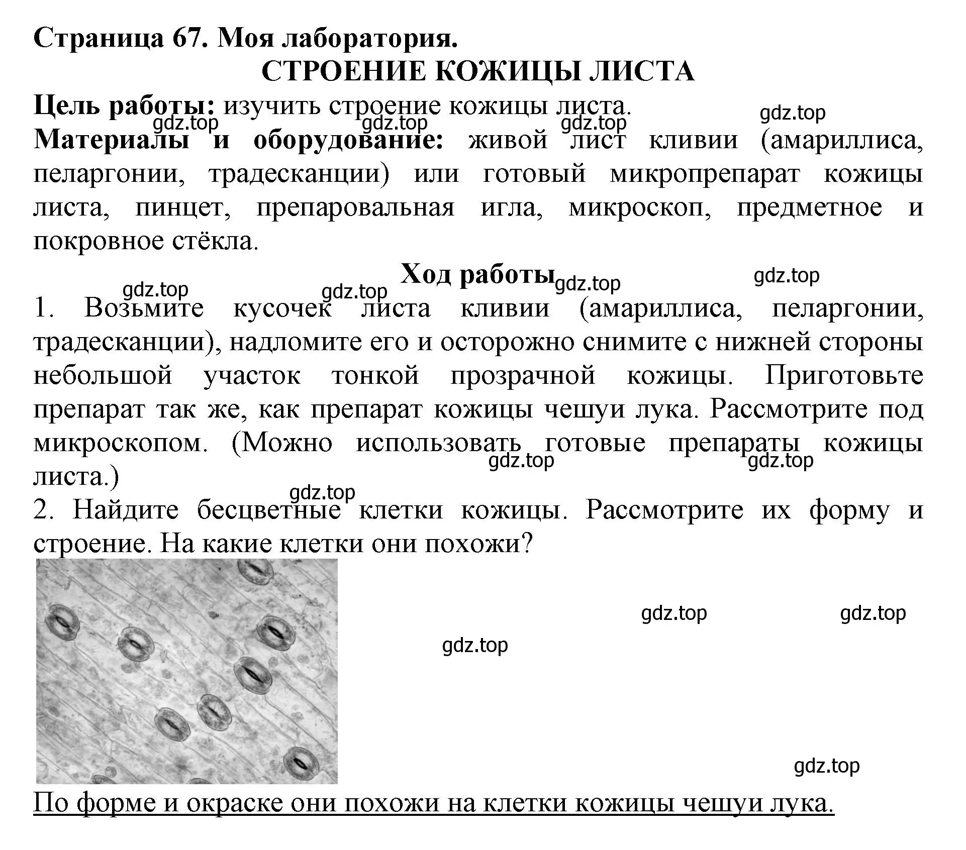 Решение  Моя лаборатория (страница 67) гдз по биологии 6 класс Пасечник, Суматохин, учебник