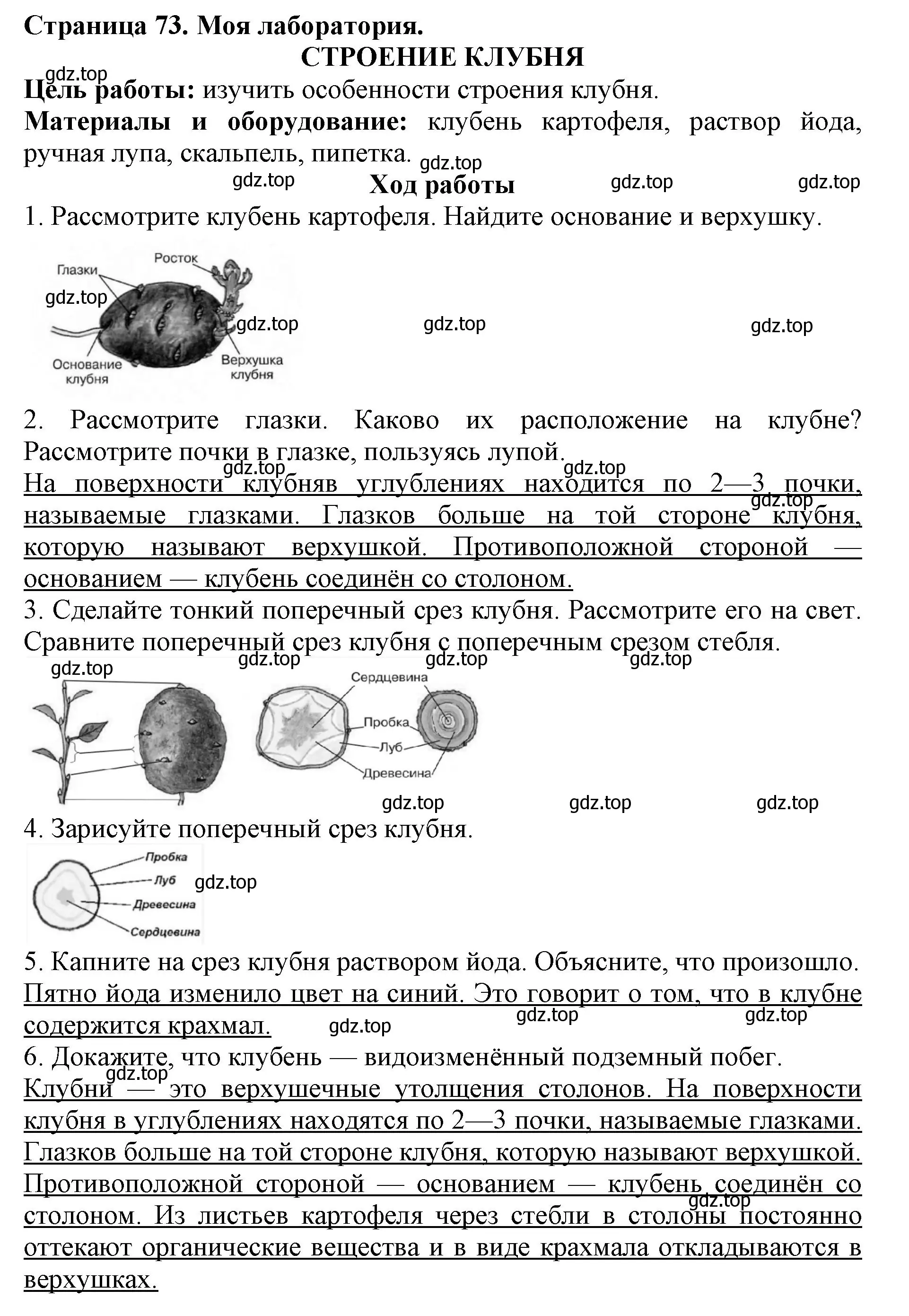 Решение  Моя лаборатория (страница 73) гдз по биологии 6 класс Пасечник, Суматохин, учебник