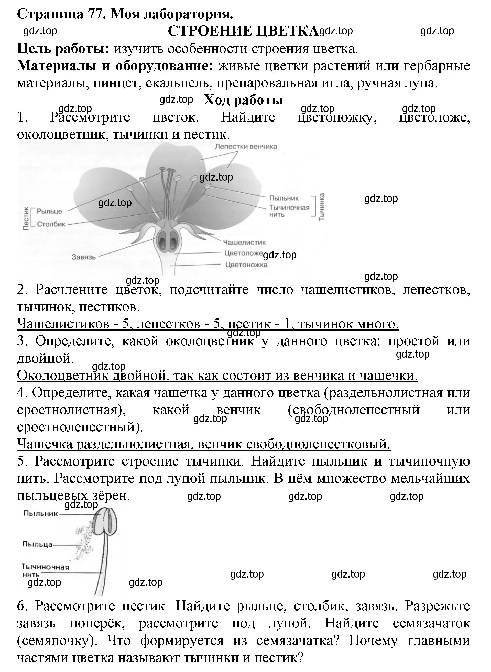 Решение  Моя лаборатория (страница 77) гдз по биологии 6 класс Пасечник, Суматохин, учебник