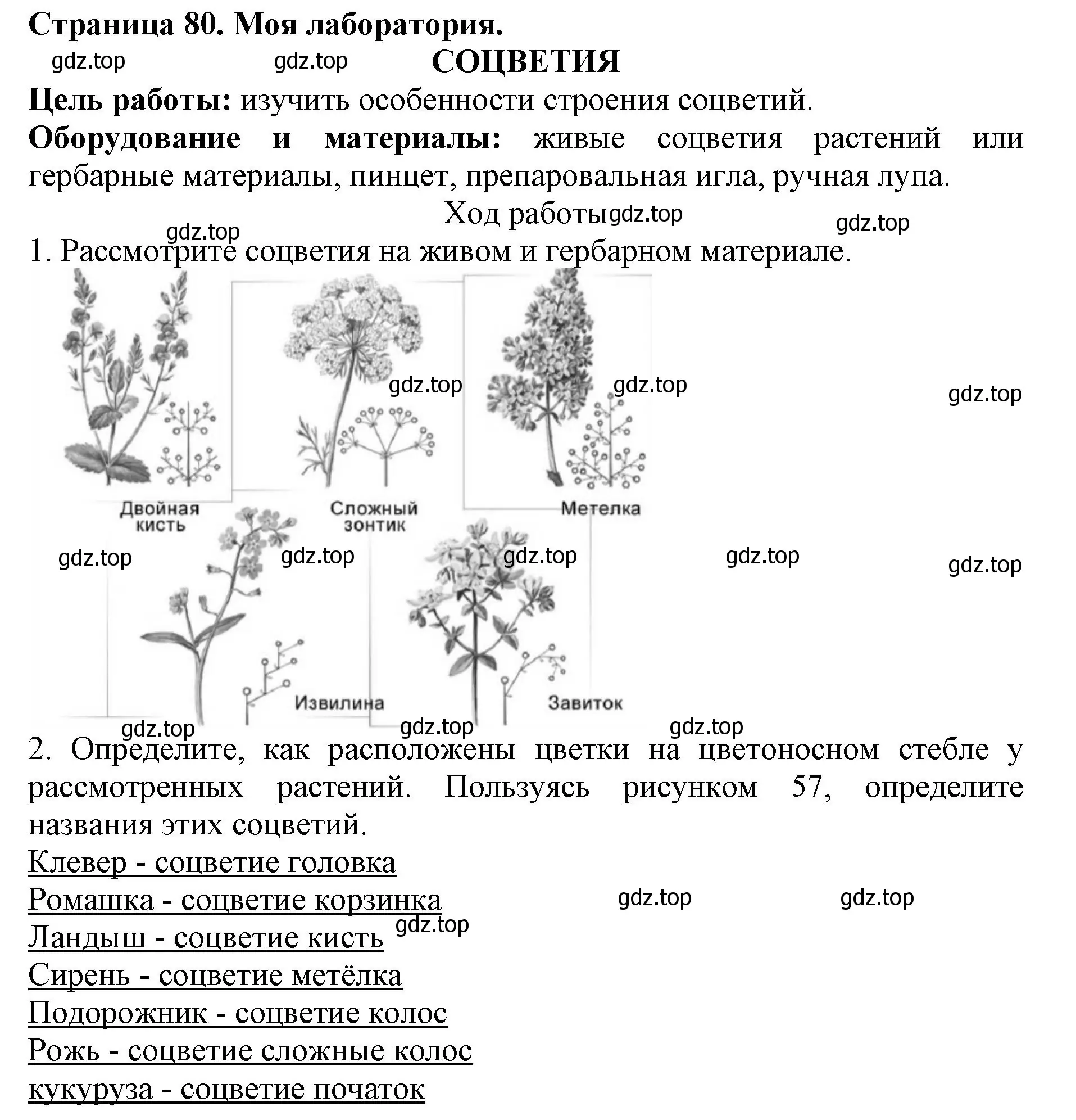 Решение  Моя лаборатория (страница 80) гдз по биологии 6 класс Пасечник, Суматохин, учебник