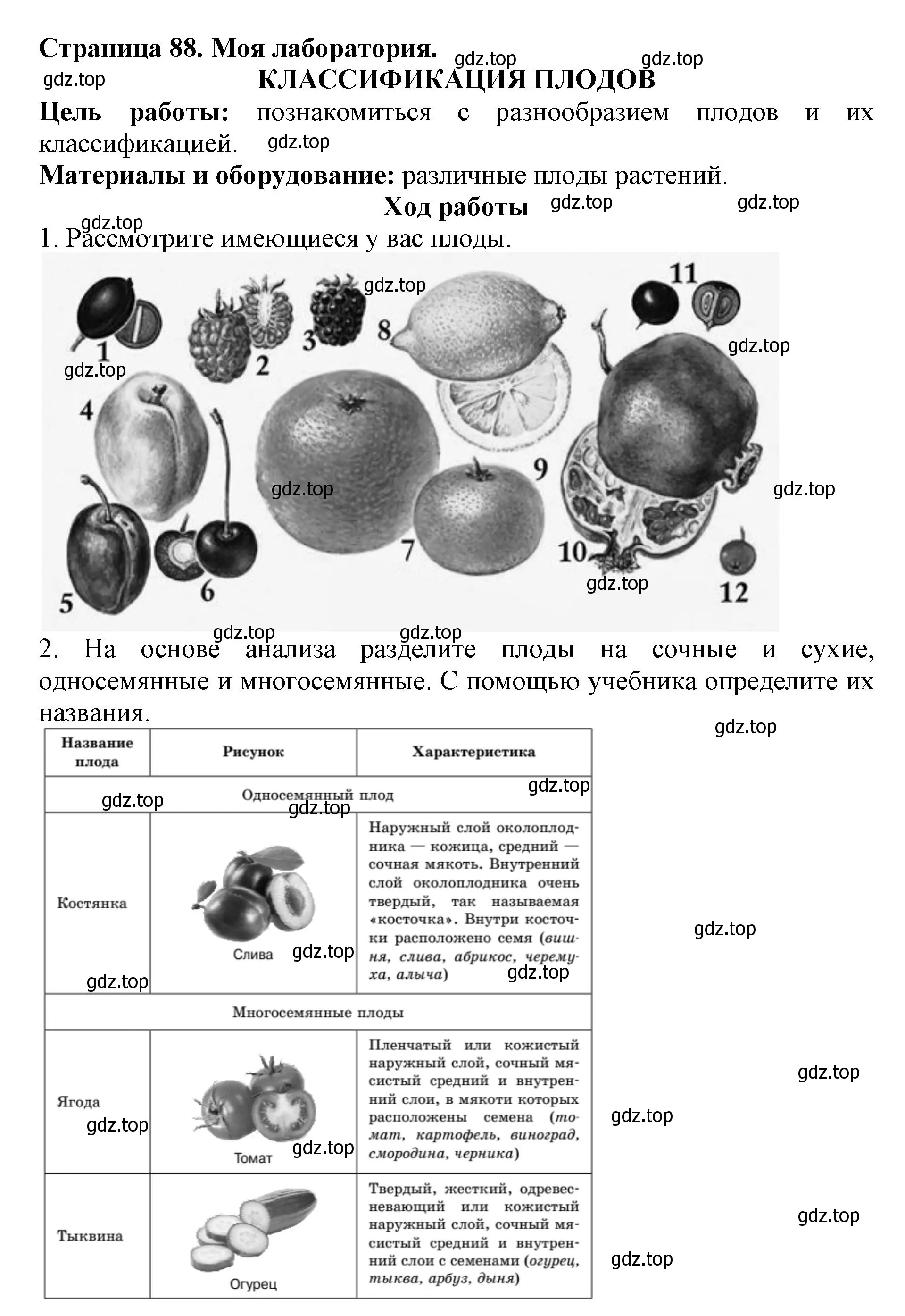 Решение  Моя лаборатория (страница 88) гдз по биологии 6 класс Пасечник, Суматохин, учебник