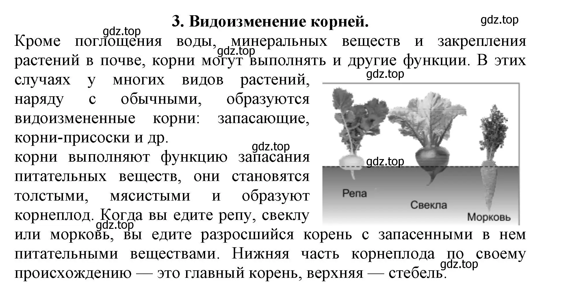 Решение номер 3 (страница 90) гдз по биологии 6 класс Пасечник, Суматохин, учебник