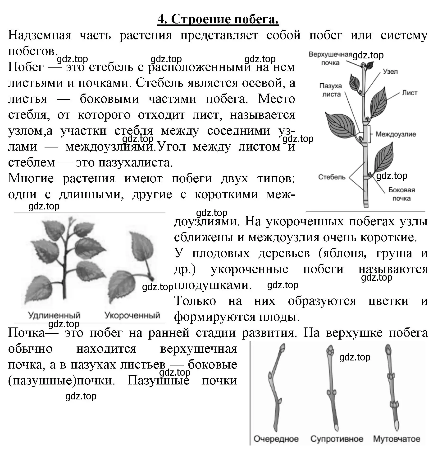 Решение номер 4 (страница 90) гдз по биологии 6 класс Пасечник, Суматохин, учебник